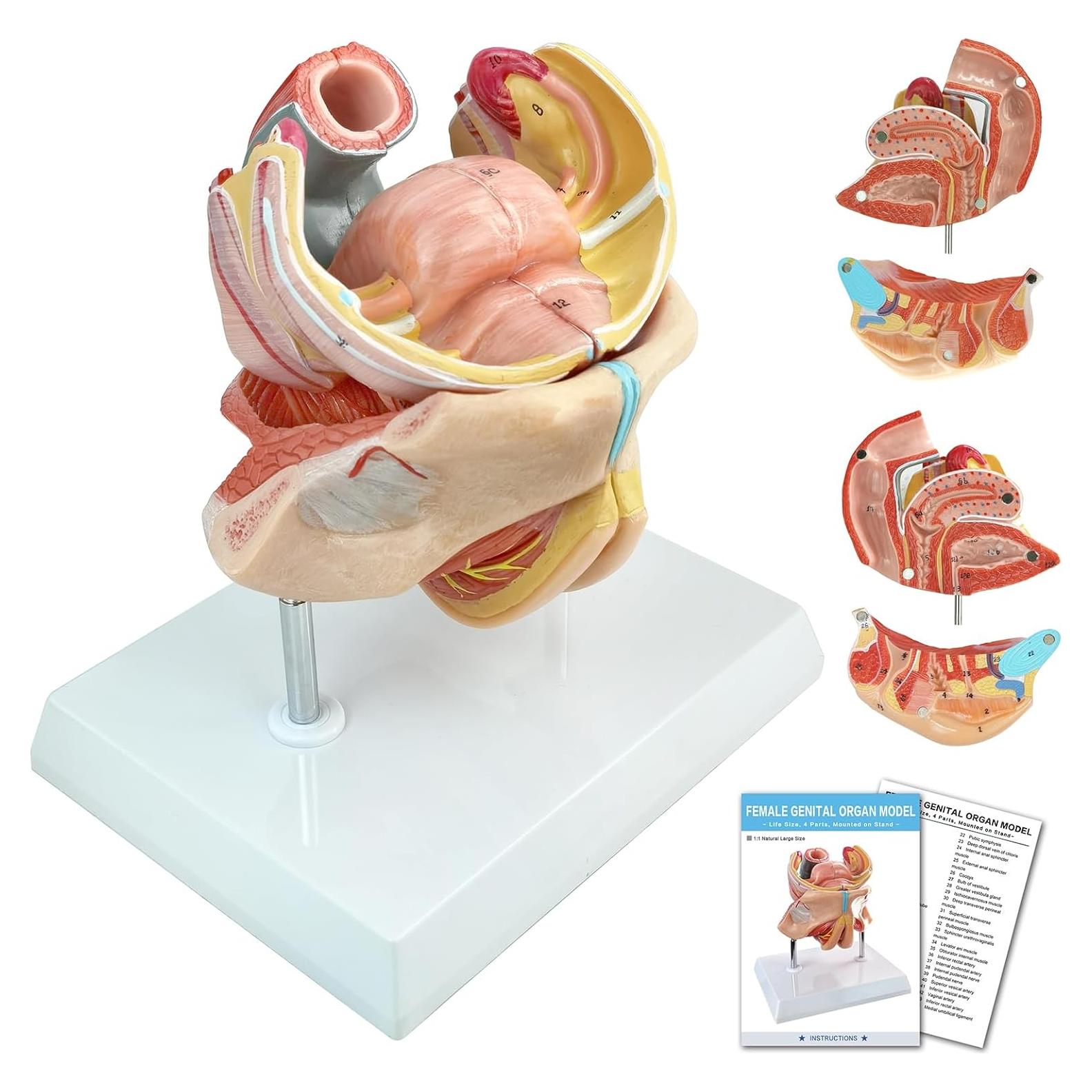 Modelo Anatómico Genital Femenino HADWYN 4 Partes 13x12x14cm