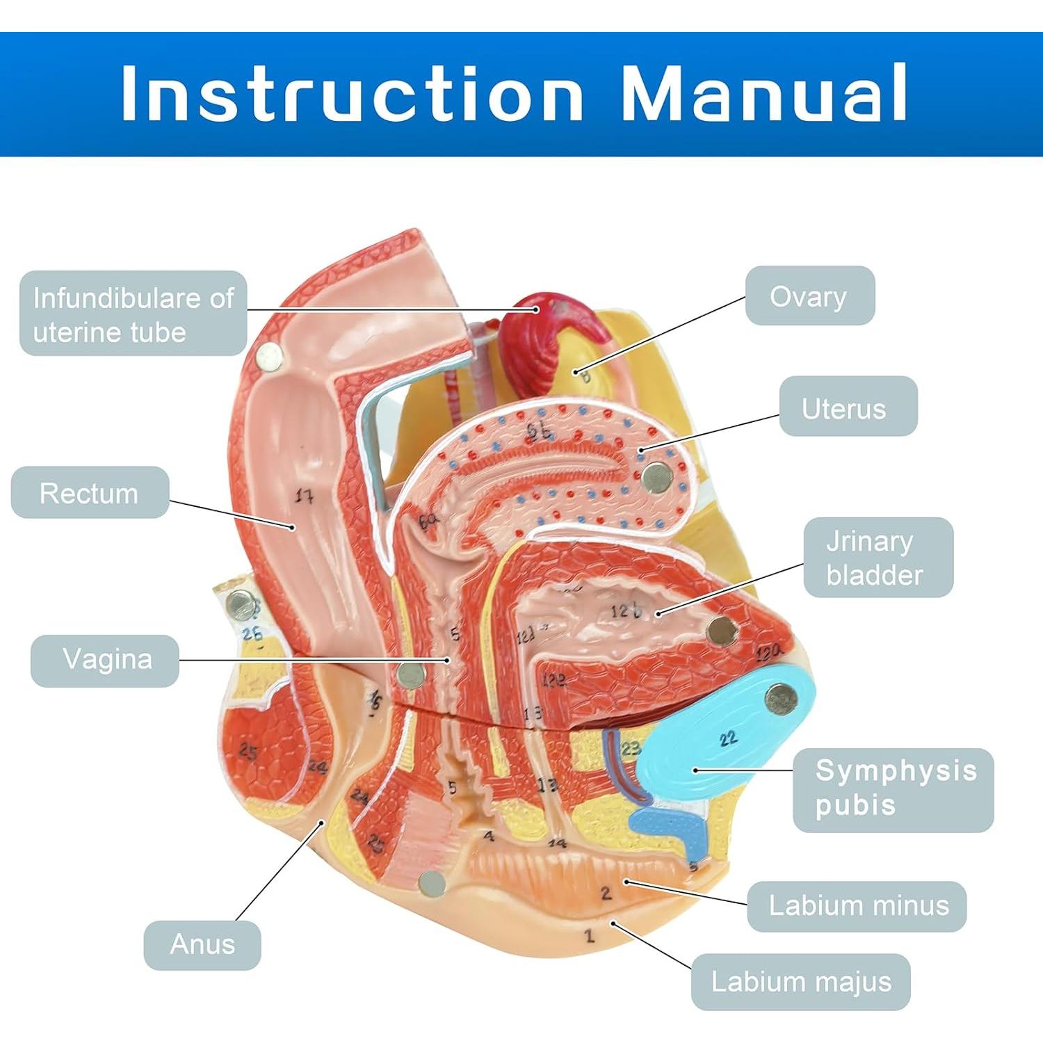 Modelo Anatómico Genital Femenino HADWYN 4 Partes 13x12x14cm