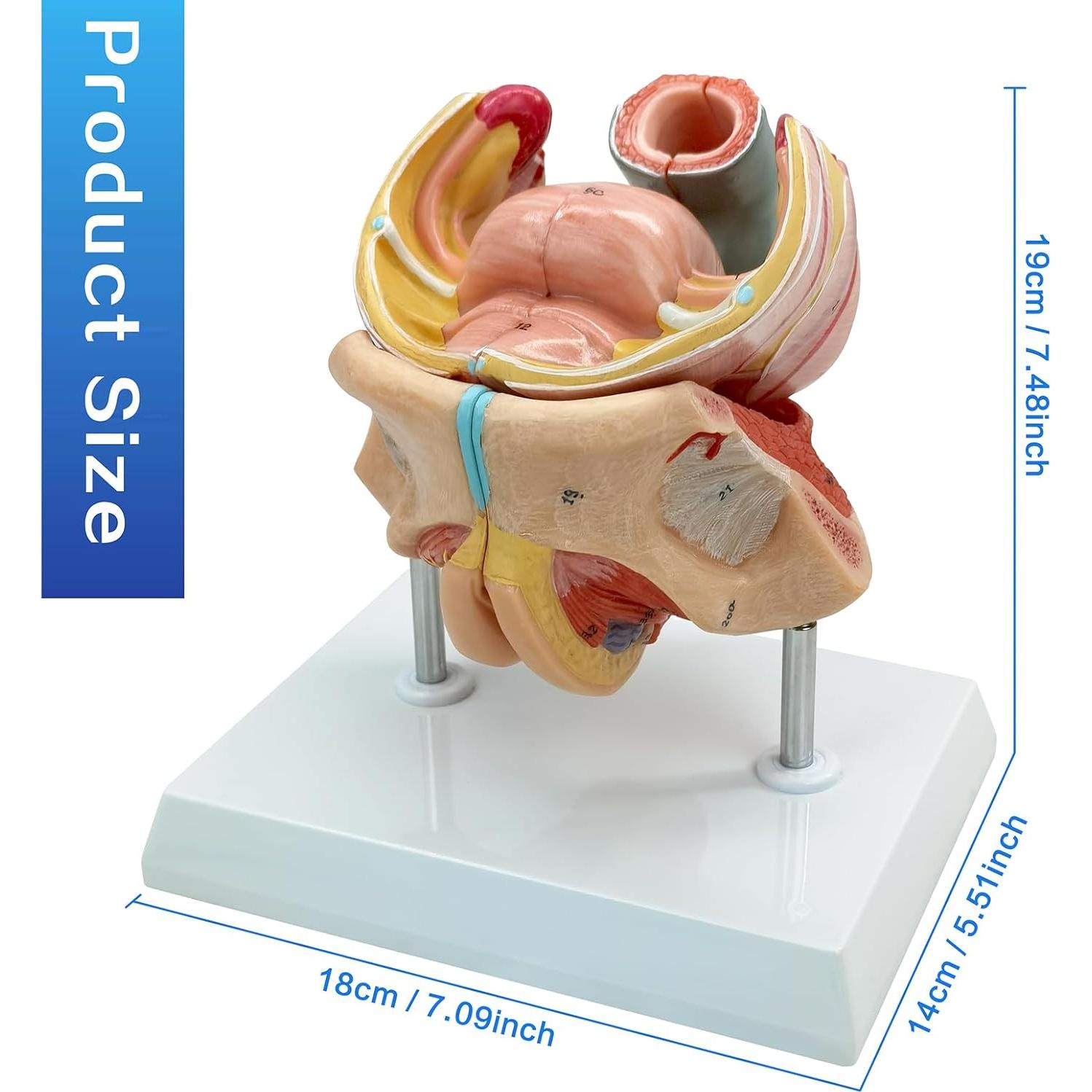 Modelo Anatómico Genital Femenino HADWYN 4 Partes 13x12x14cm