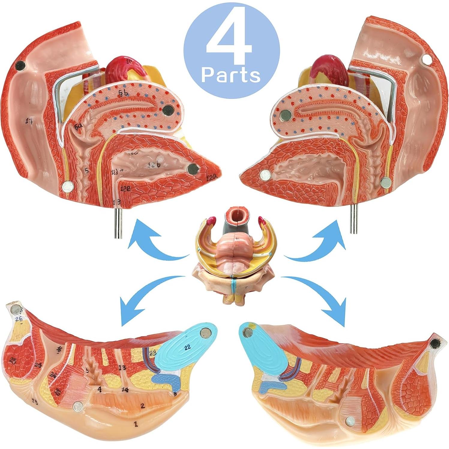 Modelo Anatómico Genital Femenino HADWYN 4 Partes 13x12x14cm