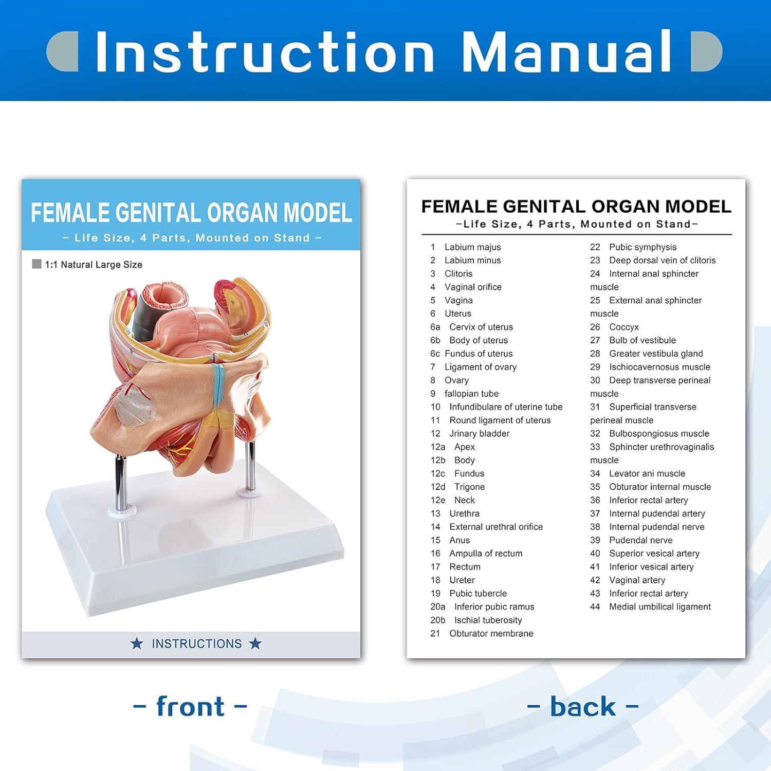 Modelo Anatómico Genital Femenino HADWYN 4 Partes 13x12x14cm