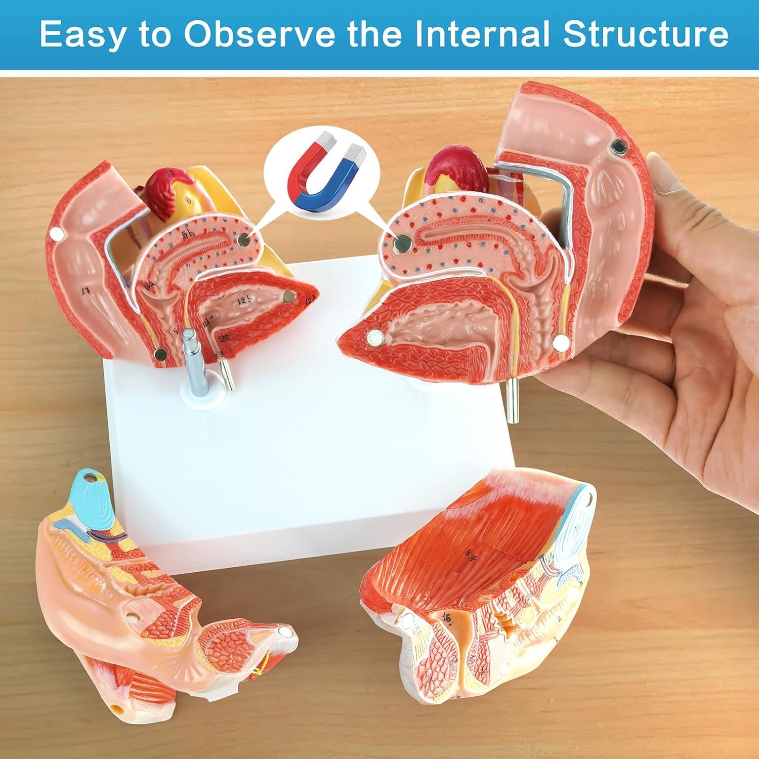 Modelo Anatómico Genital Femenino HADWYN 4 Partes 13x12x14cm