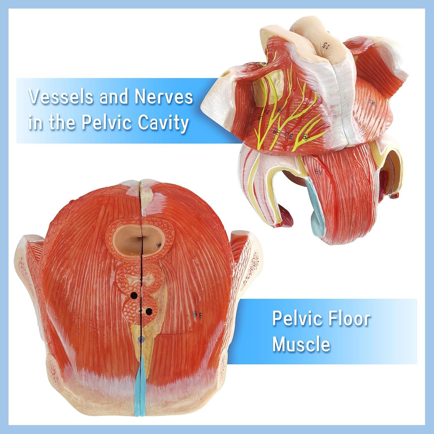 Modelo Anatómico Genital Femenino HADWYN 4 Partes 13x12x14cm