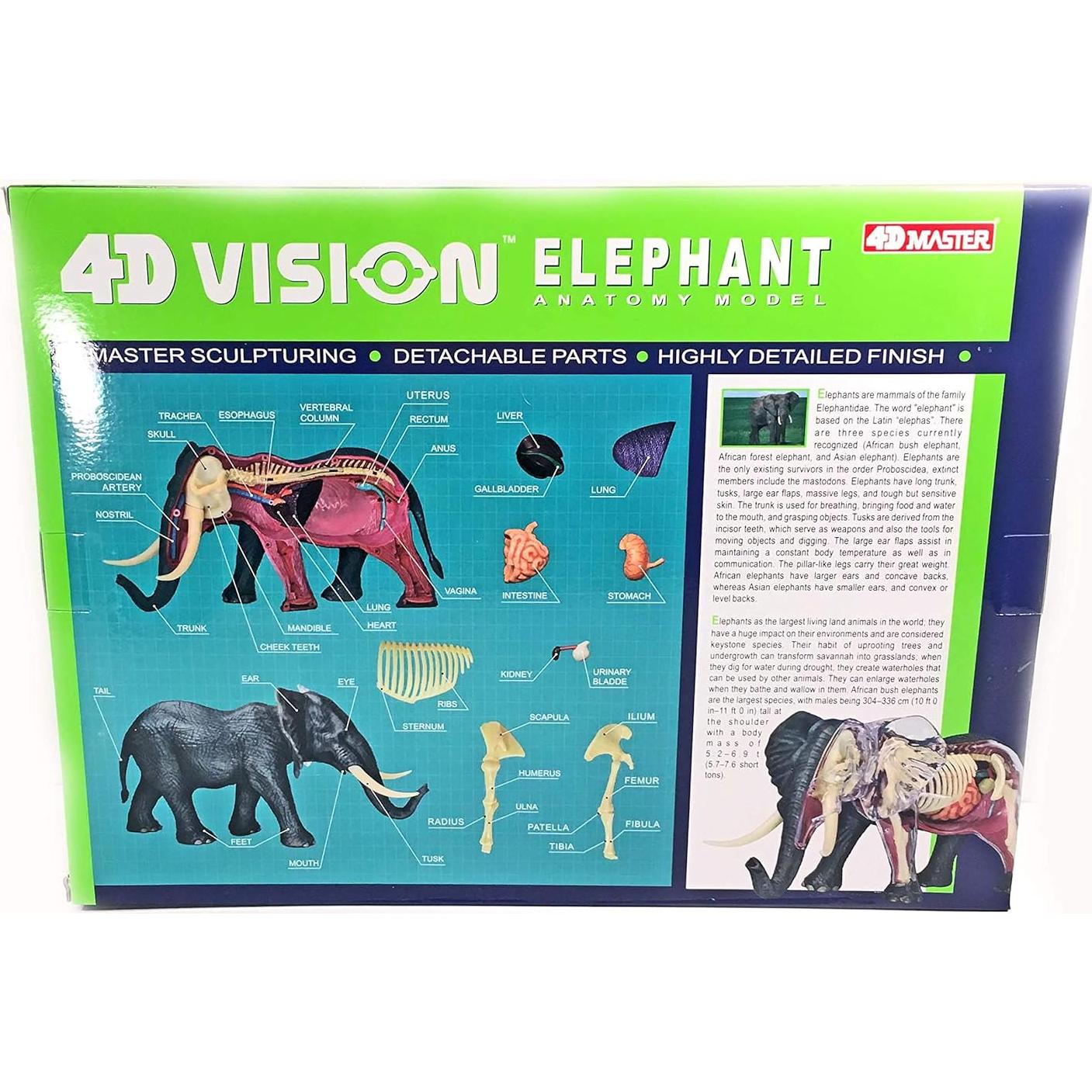 Modelo de Anatomía de Elefante 4DMaster 29 Piezas 24.5 cm