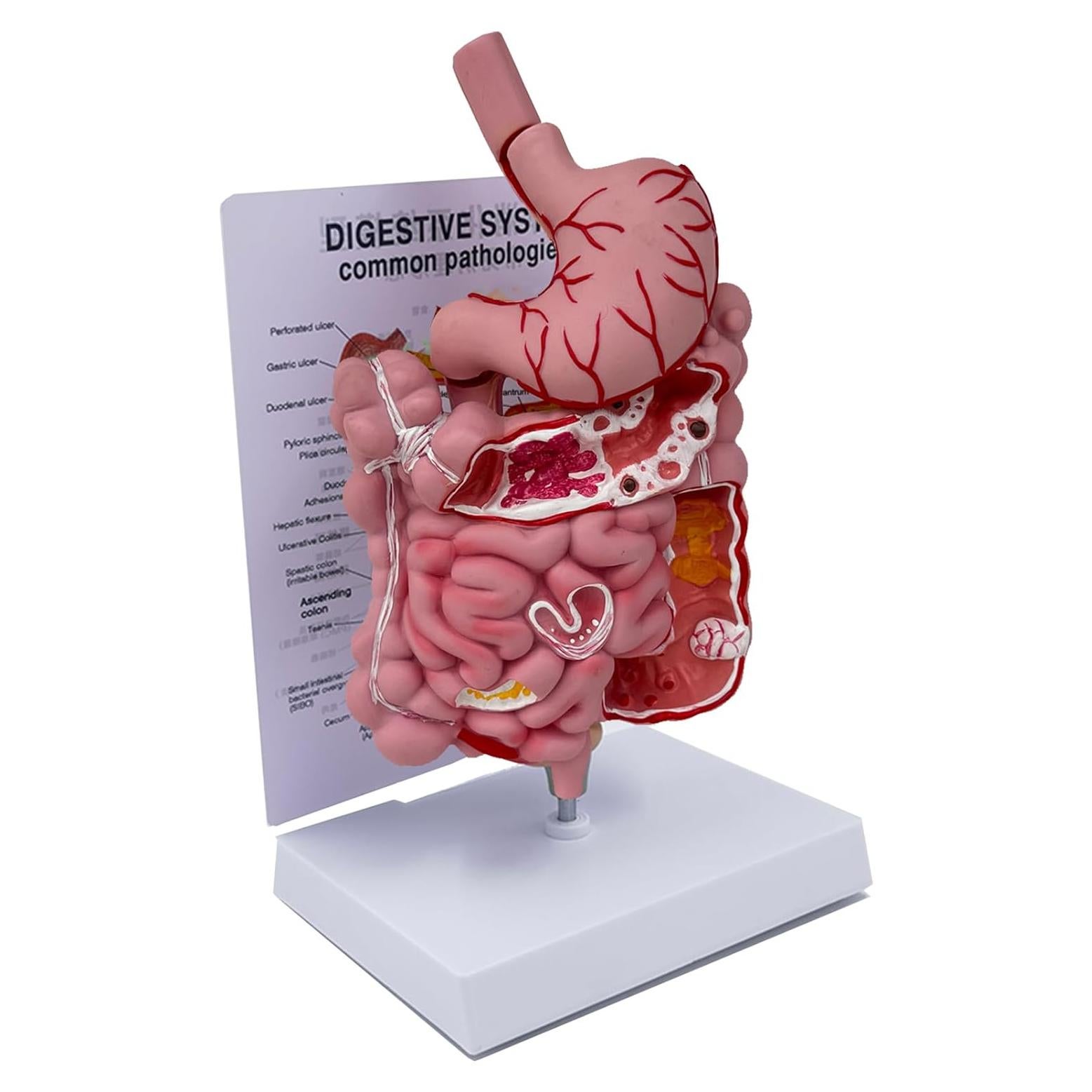 Modelo del Sistema Digestivo Humano Litelogy 25 cm PVC