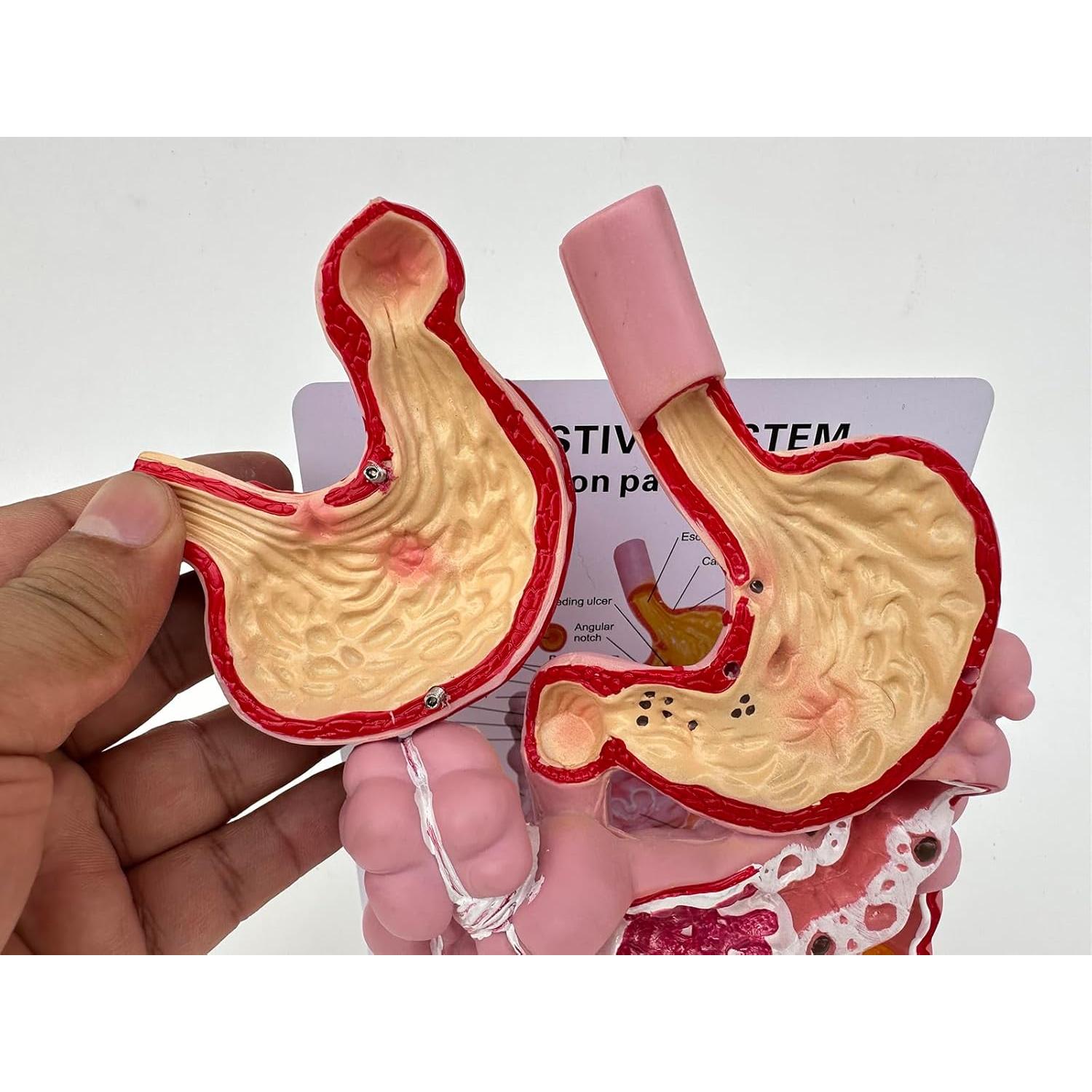 Modelo del Sistema Digestivo Humano Litelogy 25 cm PVC