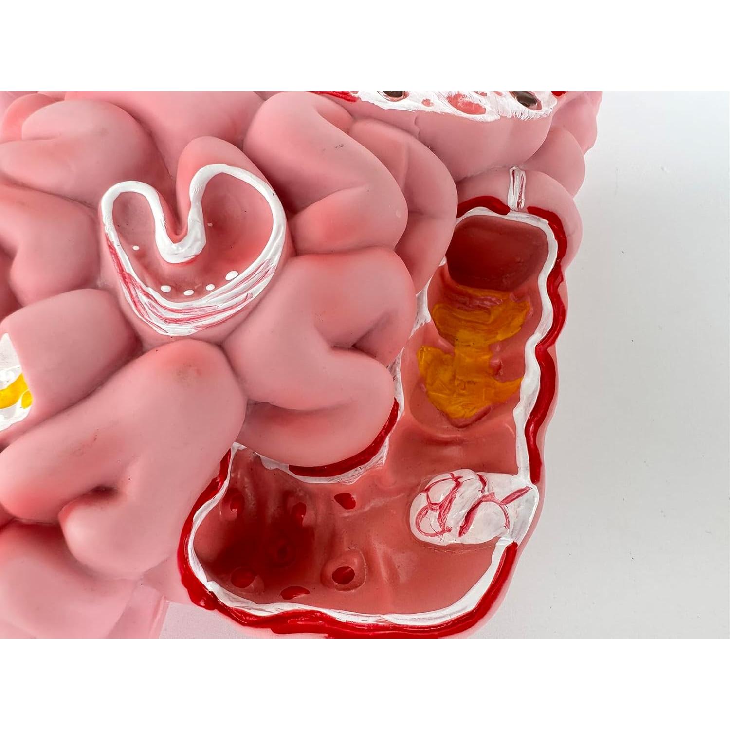 Modelo del Sistema Digestivo Humano Litelogy 25 cm PVC