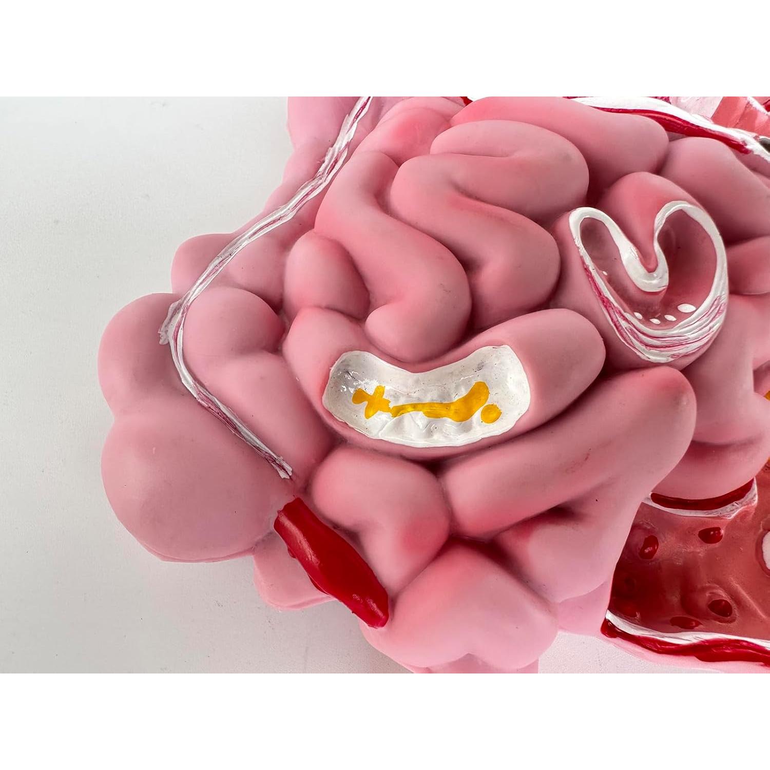 Modelo del Sistema Digestivo Humano Litelogy 25 cm PVC