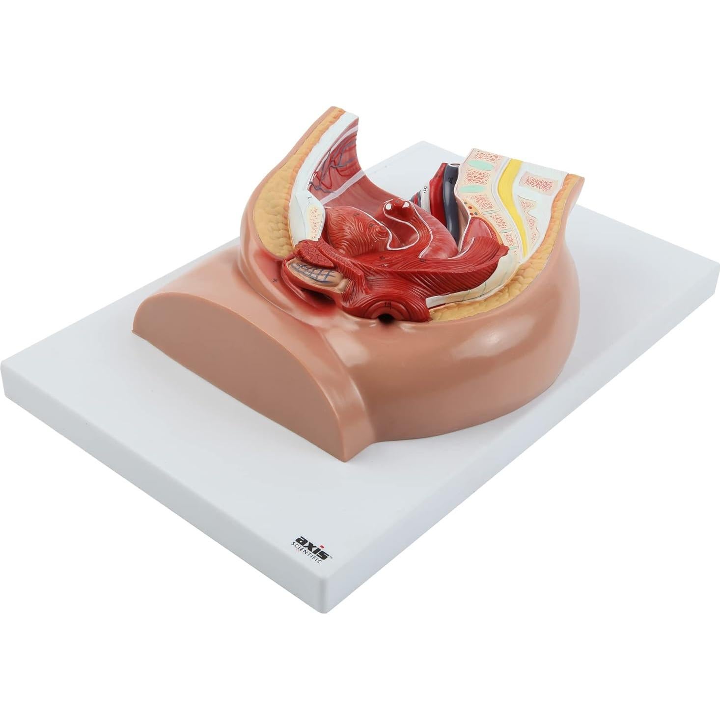 Modelo de Anatomía de Pelvis Femenina Axis Scientific 2 Partes