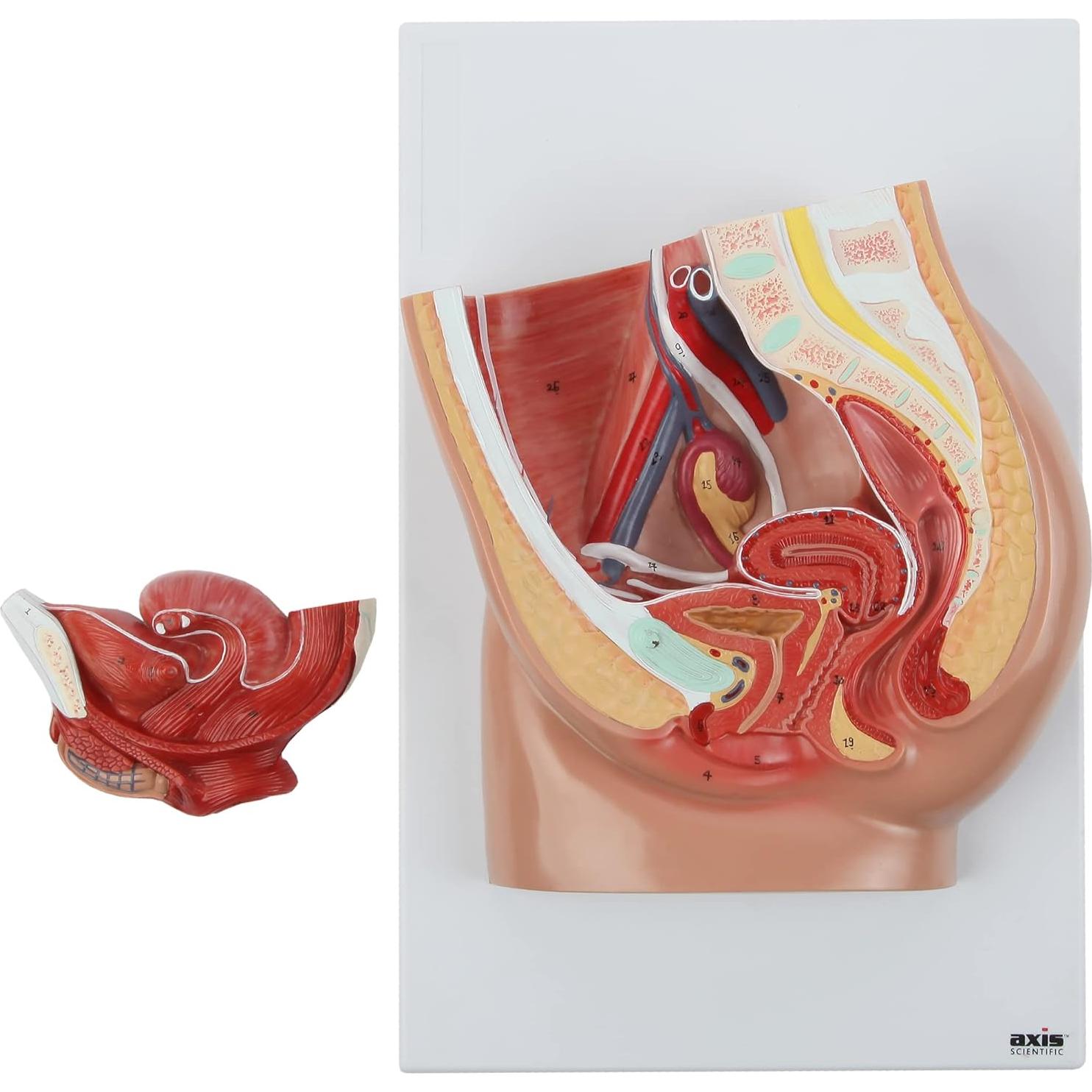 Modelo de Anatomía de Pelvis Femenina Axis Scientific 2 Partes