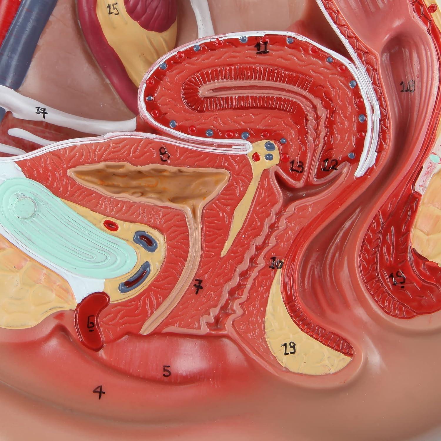 Modelo de Anatomía de Pelvis Femenina Axis Scientific 2 Partes