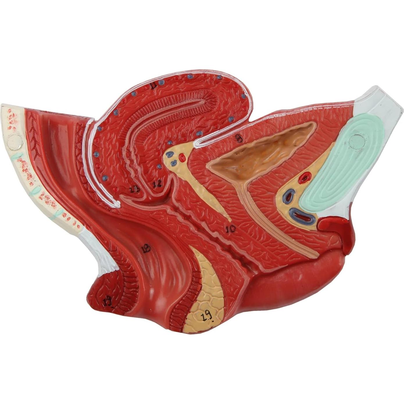 Modelo de Anatomía de Pelvis Femenina Axis Scientific 2 Partes