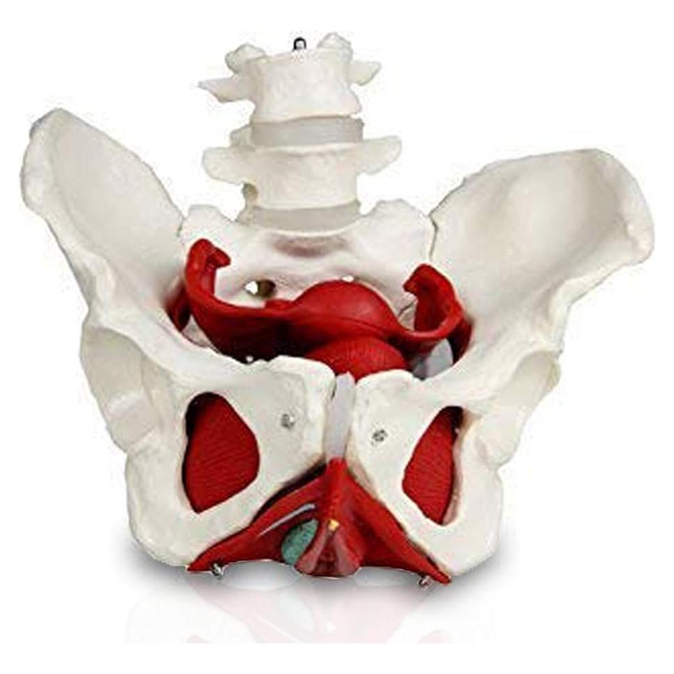 Modelo de Pelvis Femenina VAP216 Vision Scientific con Órganos