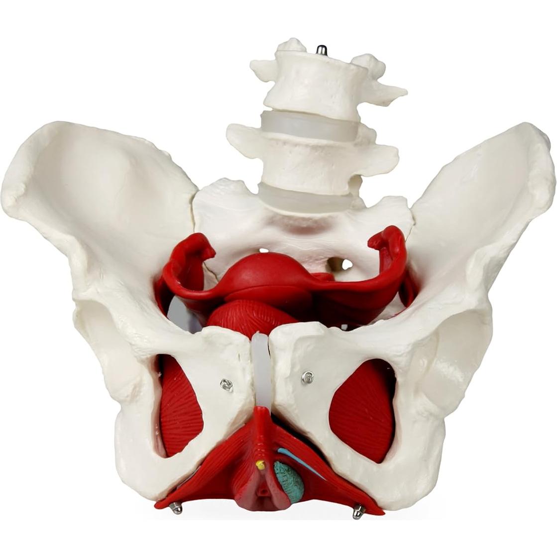 Modelo de Pelvis Femenina VAP216 Vision Scientific con Órganos
