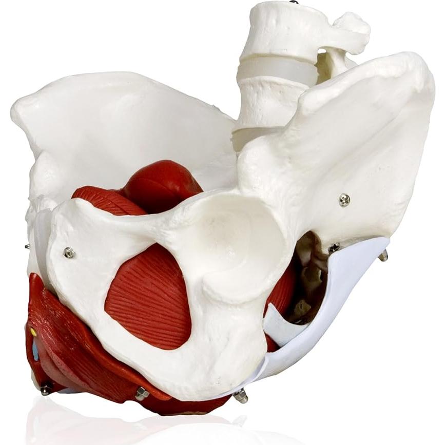 Modelo de Pelvis Femenina VAP216 Vision Scientific con Órganos