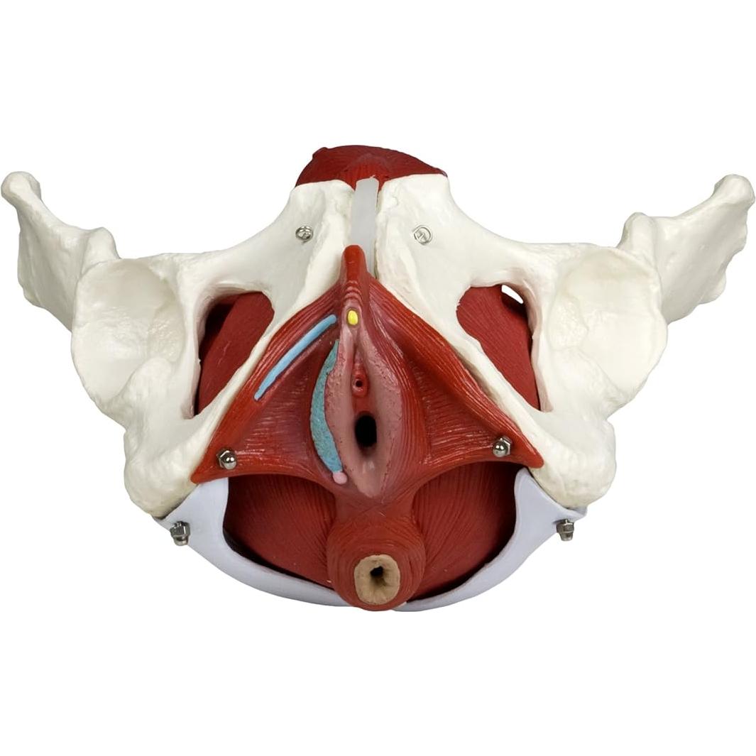 Modelo de Pelvis Femenina VAP216 Vision Scientific con Órganos