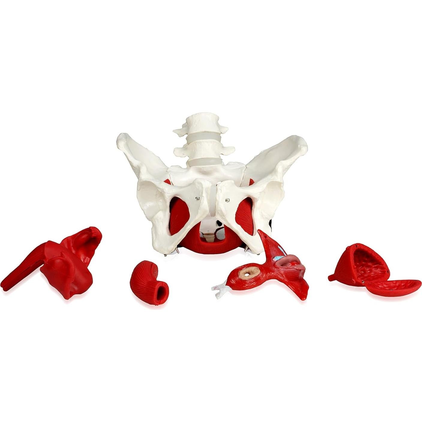 Modelo de Pelvis Femenina VAP216 Vision Scientific con Órganos