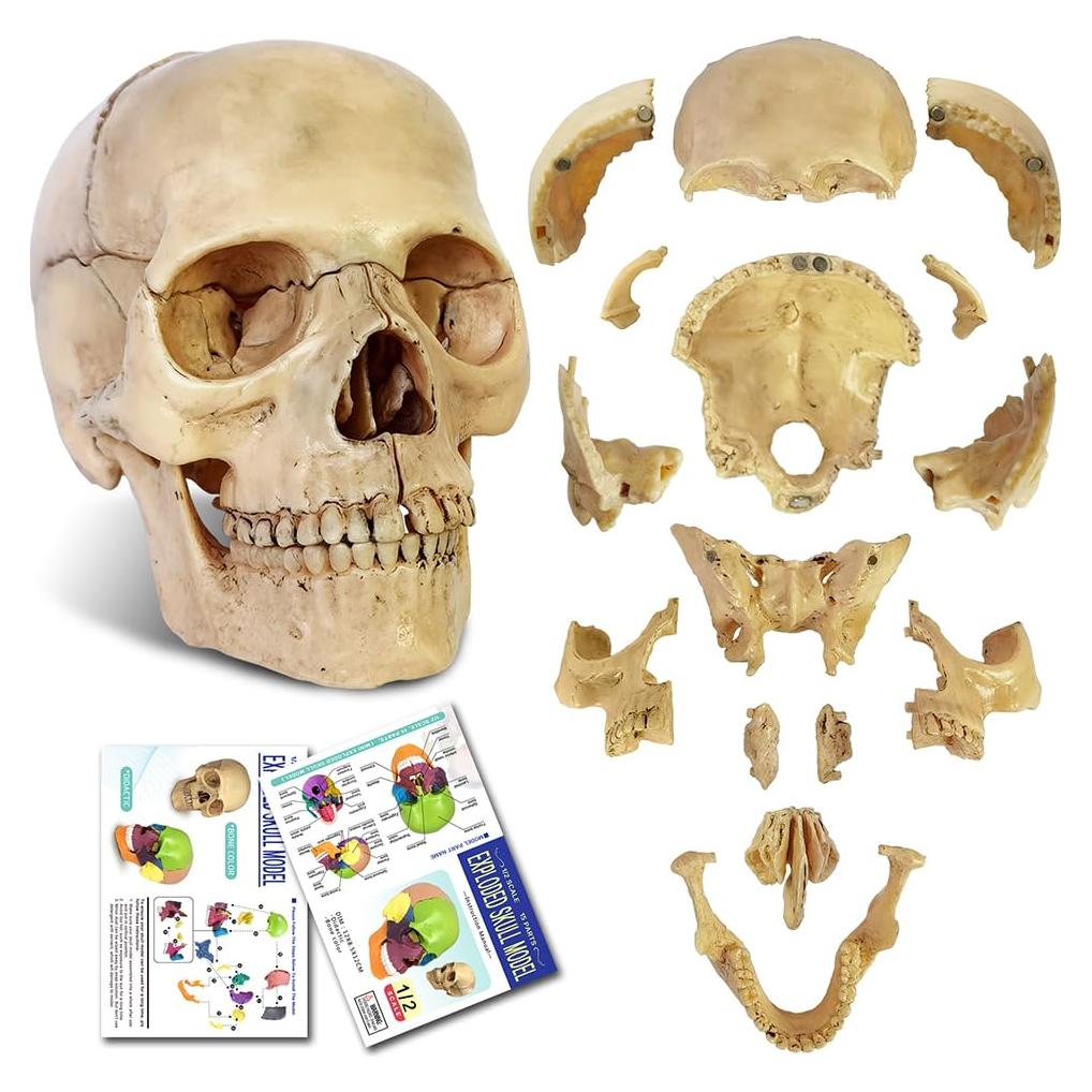 Modelo de Cráneo Humano 2025 NUEVO HORIZONTE 13.46cm