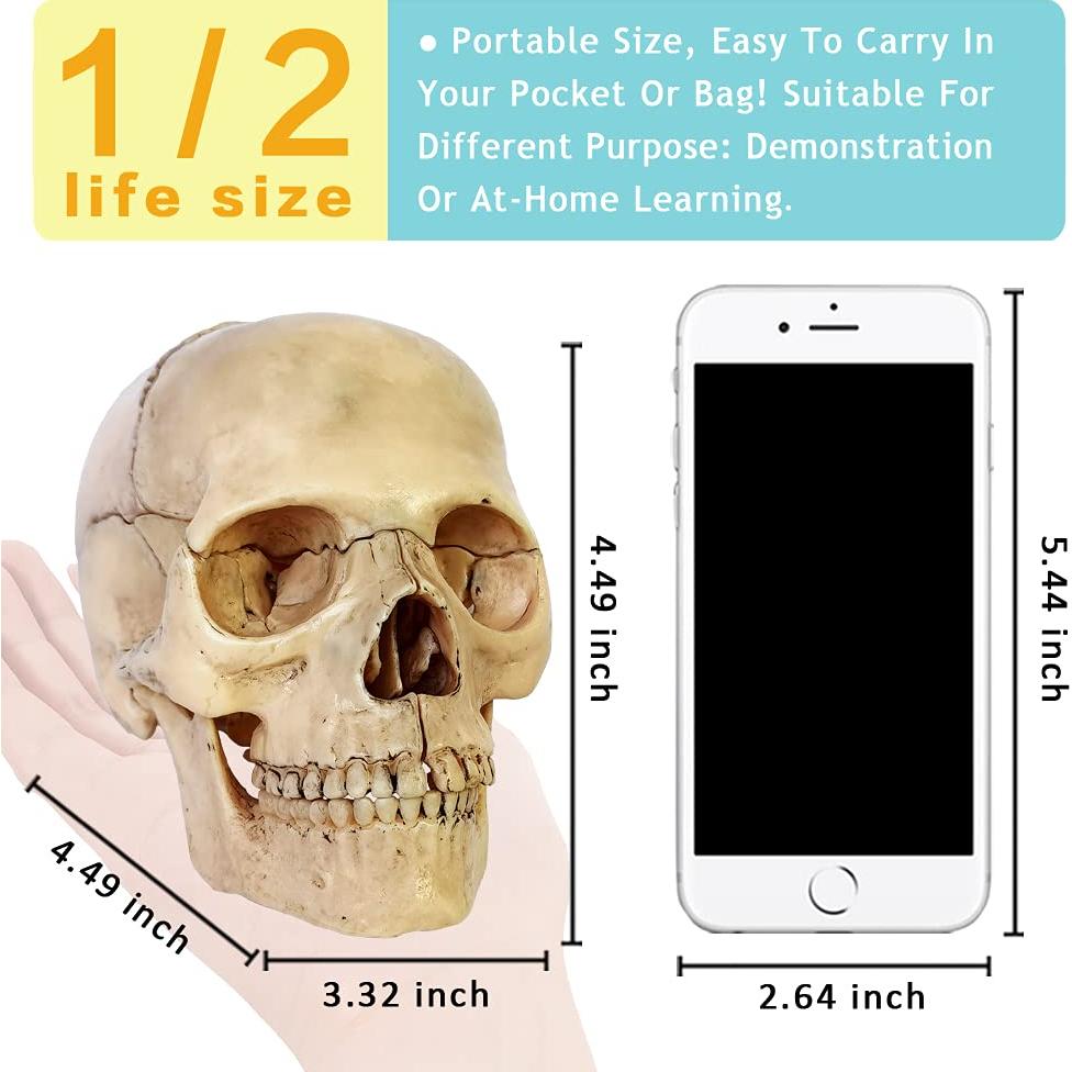 Modelo de Cráneo Humano 2025 NUEVO HORIZONTE 13.46cm