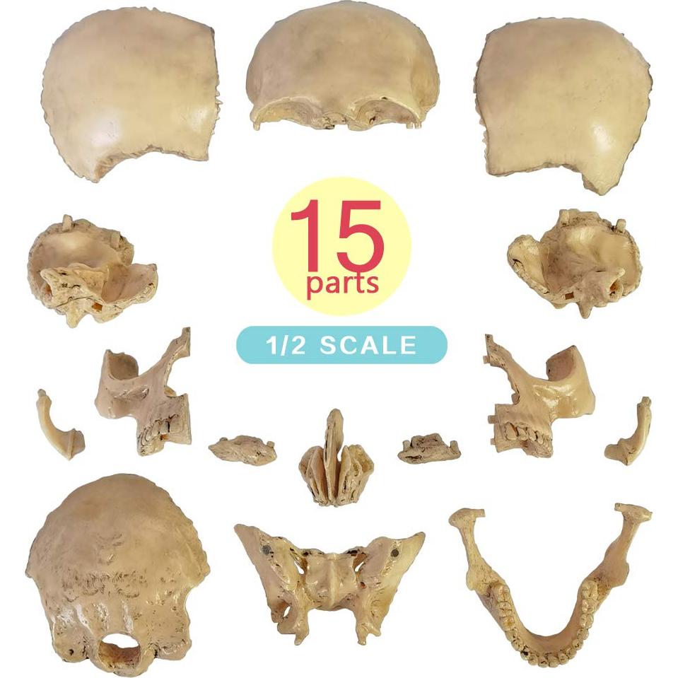 Modelo de Cráneo Humano 2025 NUEVO HORIZONTE 13.46cm