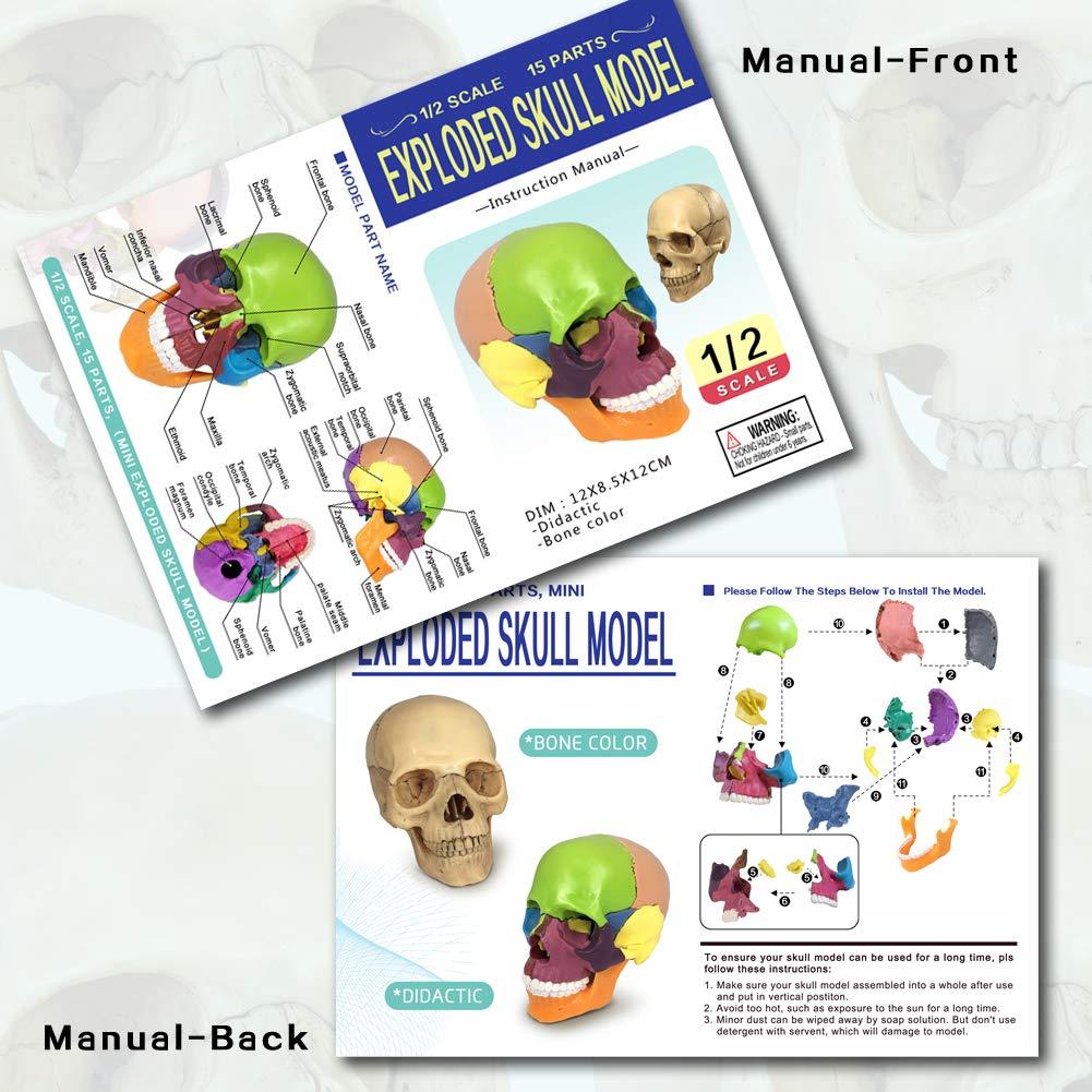 Modelo de Cráneo Humano 2025 NUEVO HORIZONTE 13.46cm