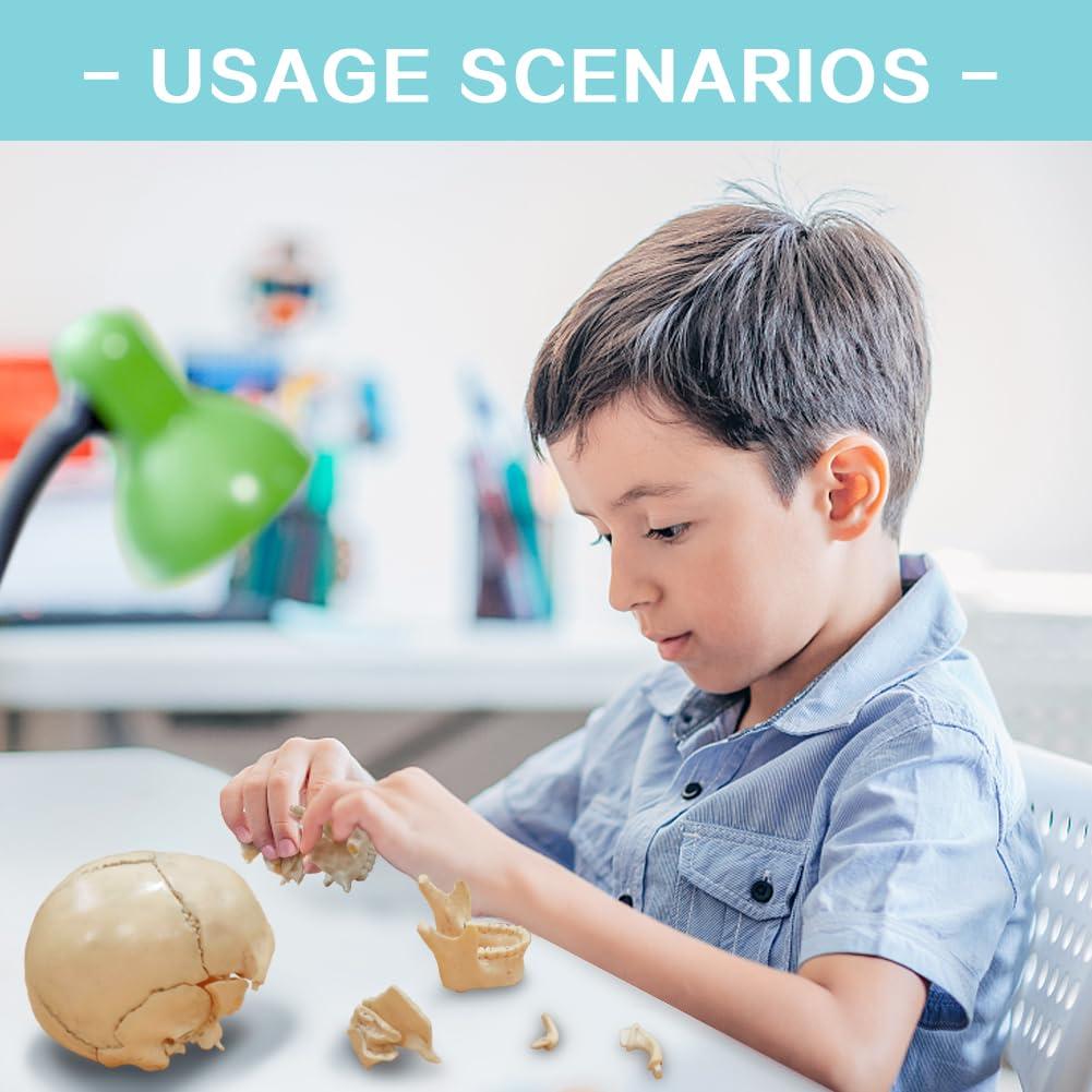 Modelo de Cráneo Humano 2025 NUEVO HORIZONTE 13.46cm