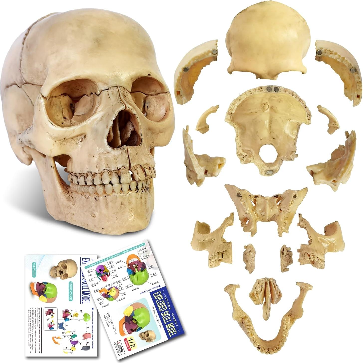 Modelo de Cráneo Humano 2025 NUEVO HORIZONTE 13.46cm