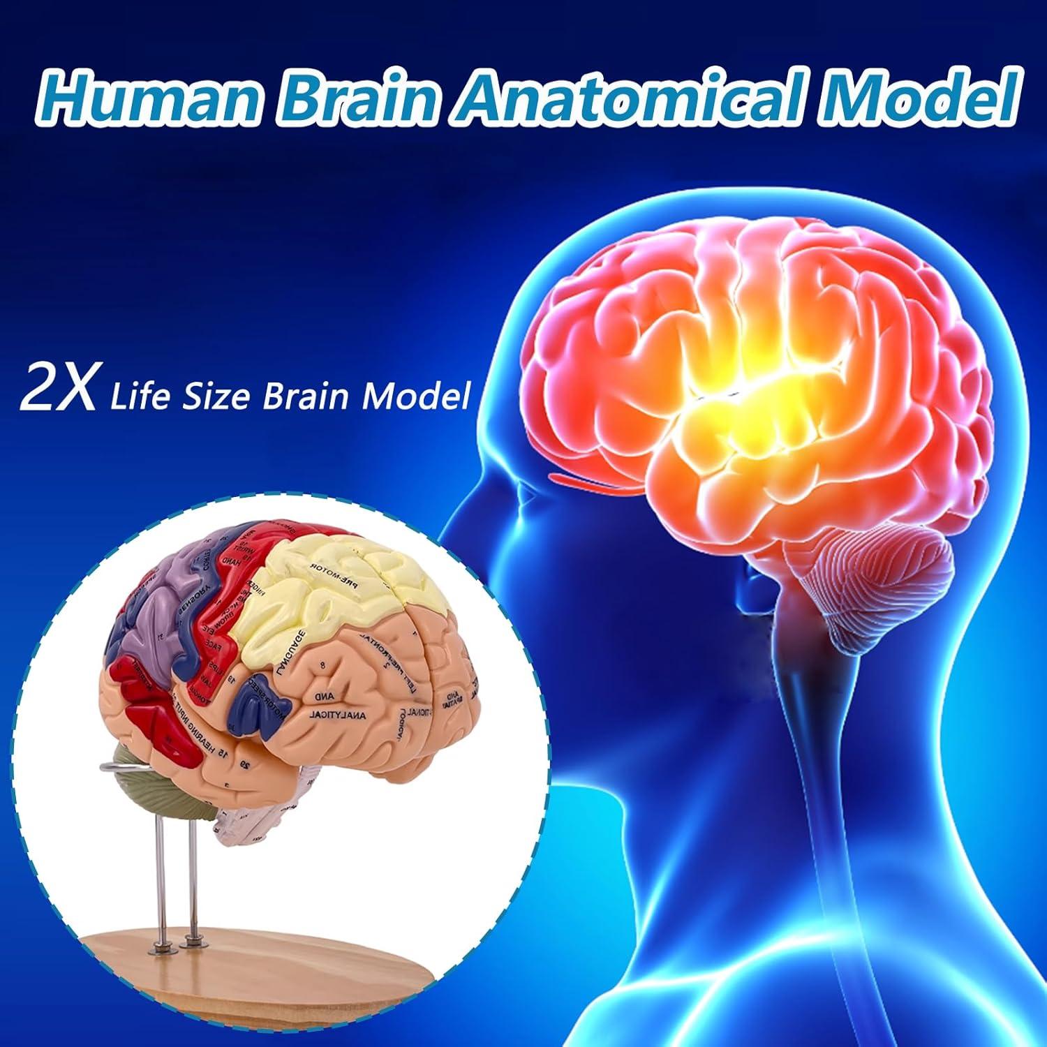 Modelo Anatómico del Cerebro Humano 2X SOEPOTIX Desmontable
