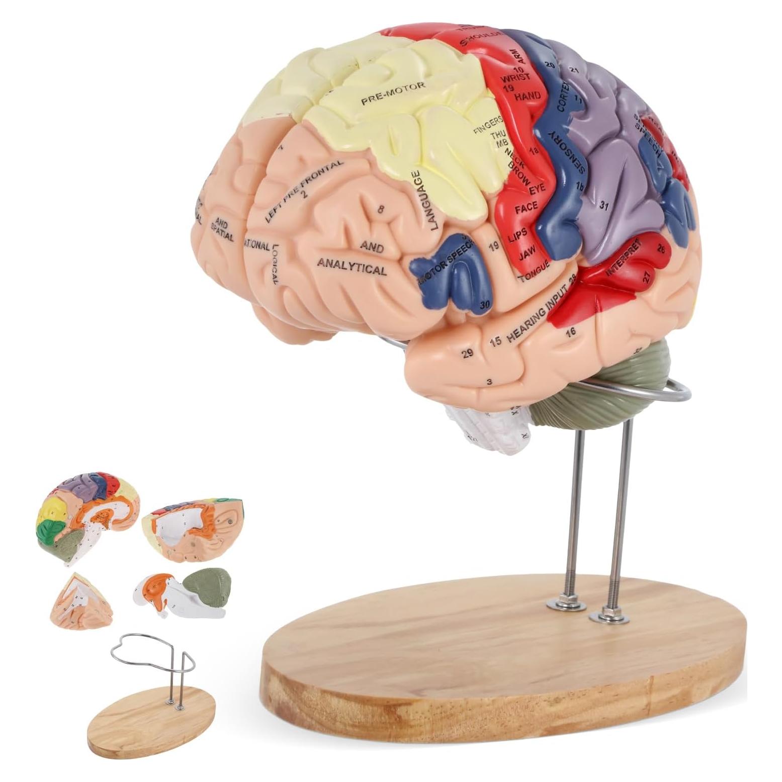 Modelo de Cerebro Humano BEAMNOVA Tamaño Natural con Etiquetas