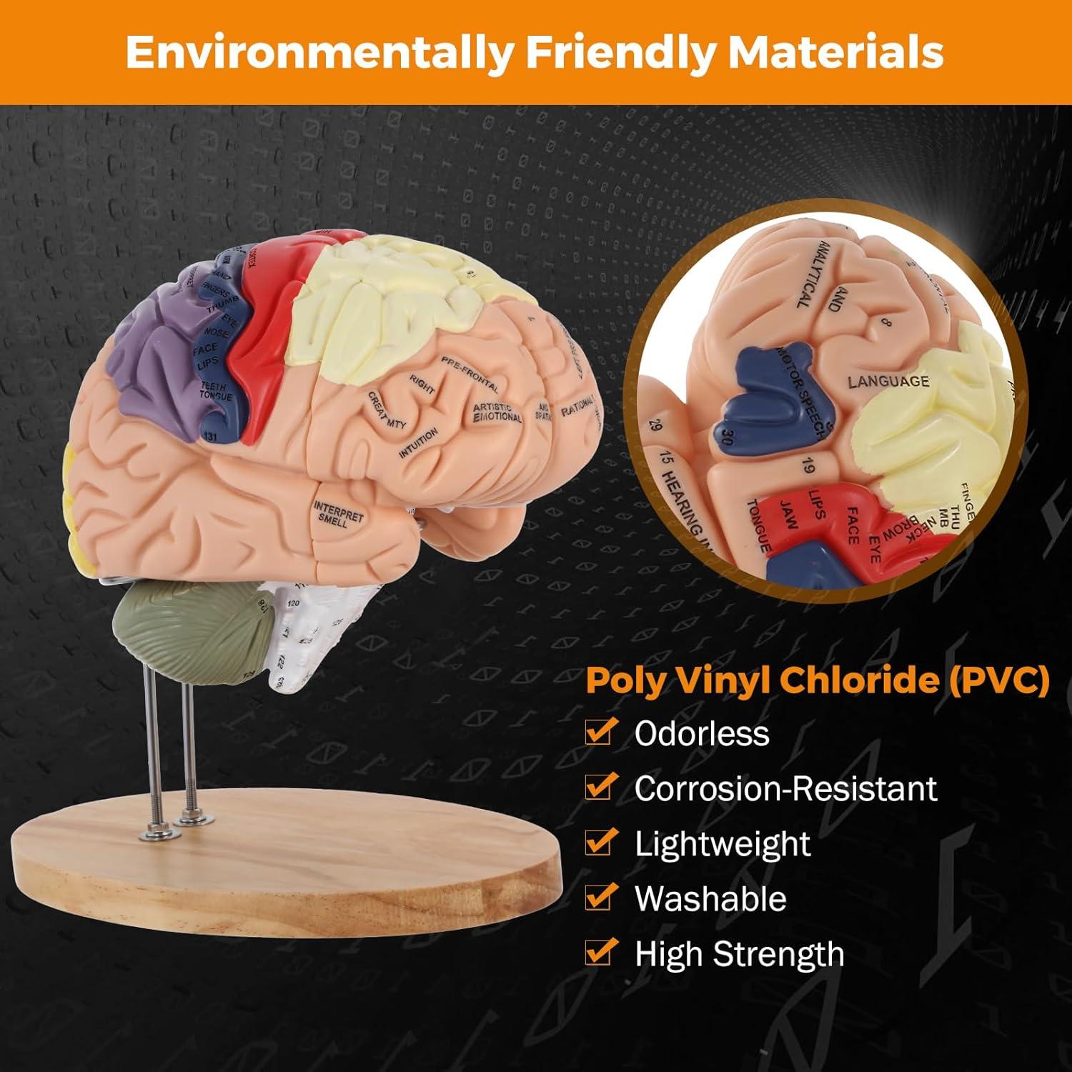 Modelo de Cerebro Humano BEAMNOVA Tamaño Natural con Etiquetas
