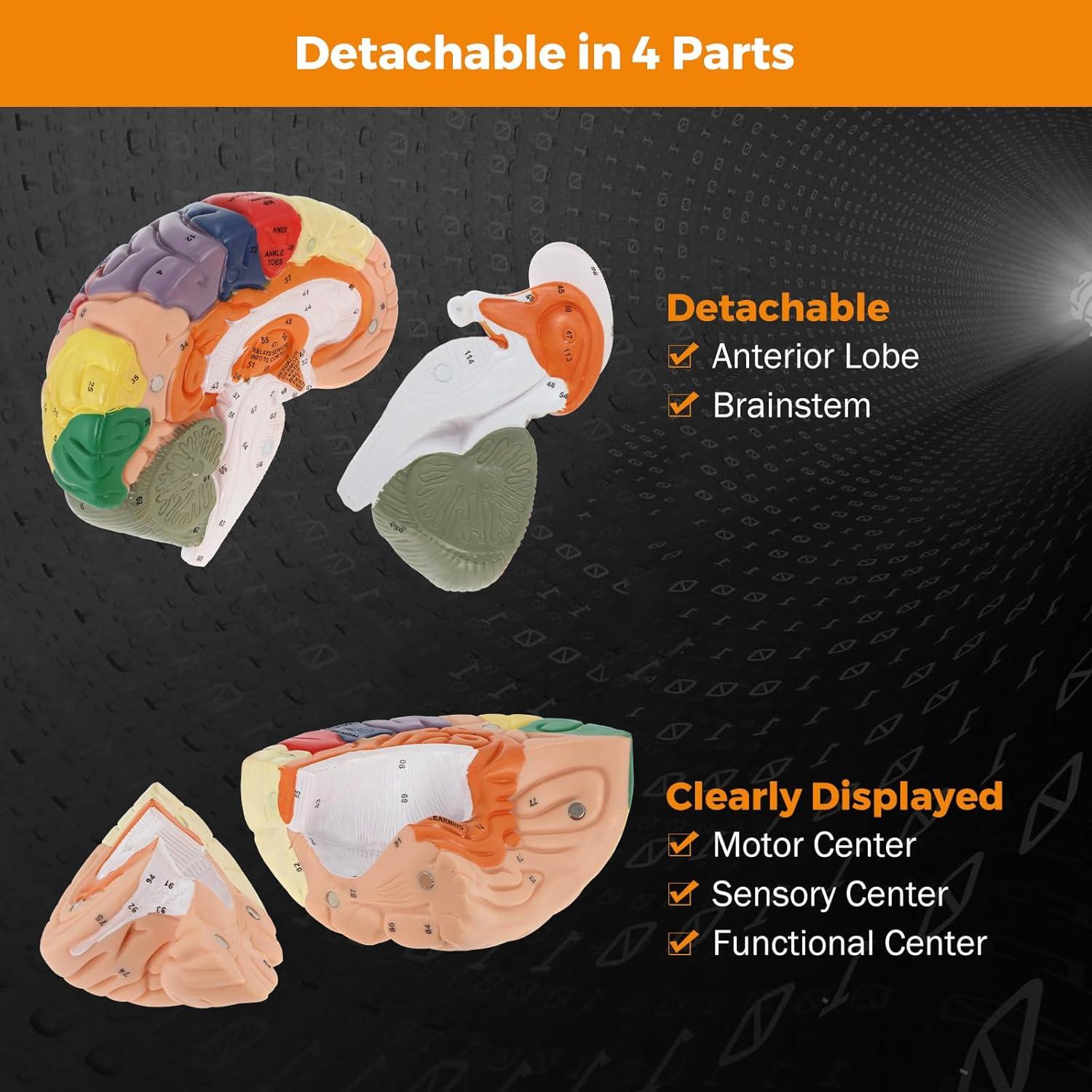 Modelo de Cerebro Humano BEAMNOVA Tamaño Natural con Etiquetas