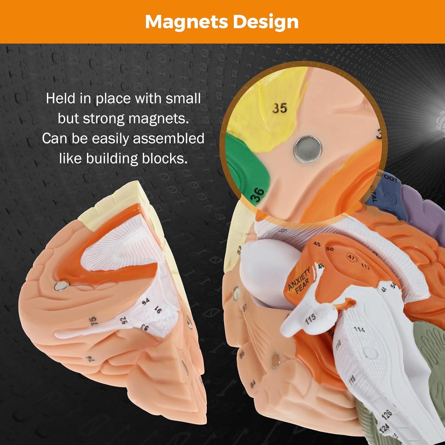 Modelo de Cerebro Humano BEAMNOVA Tamaño Natural con Etiquetas