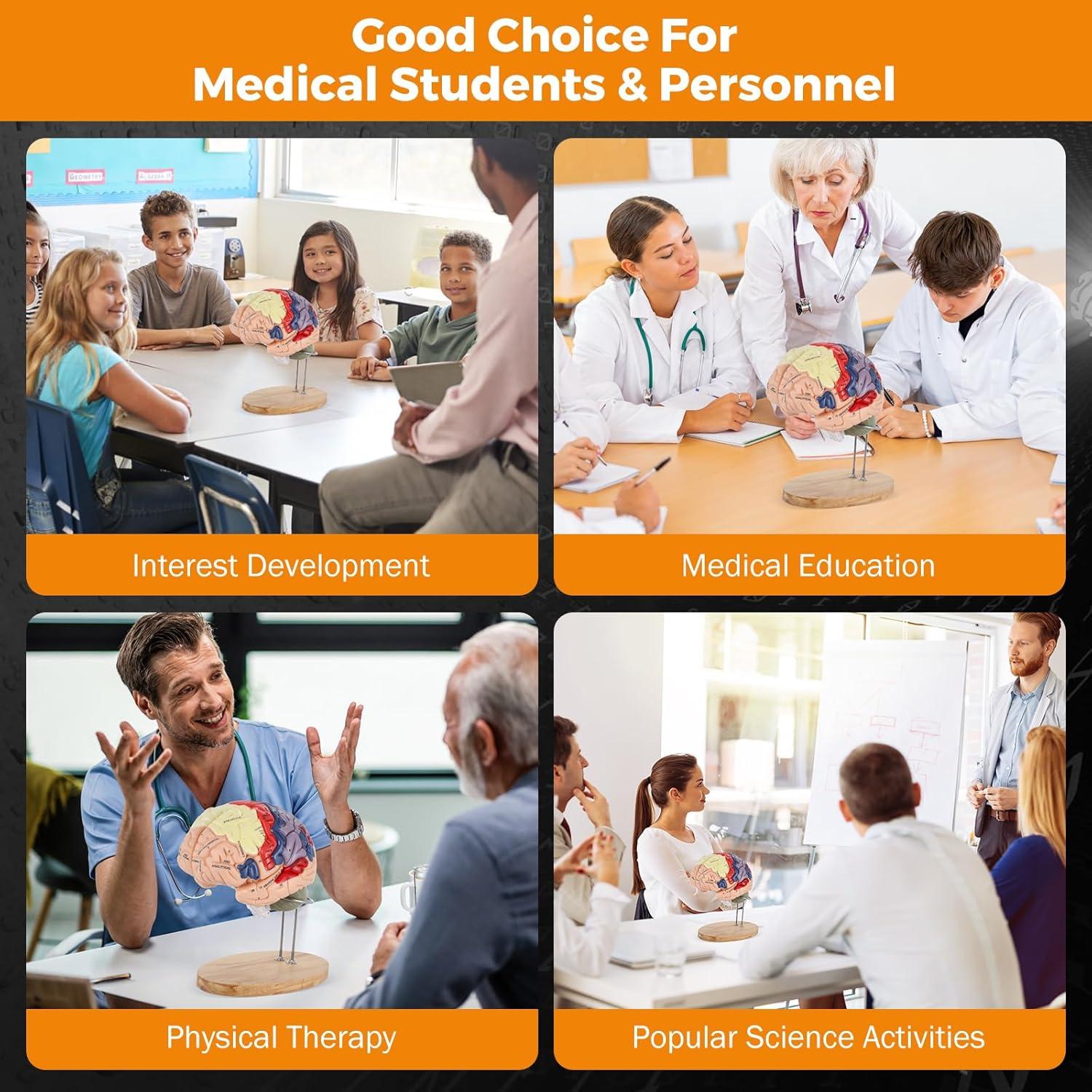 Modelo de Cerebro Humano BEAMNOVA Tamaño Natural con Etiquetas