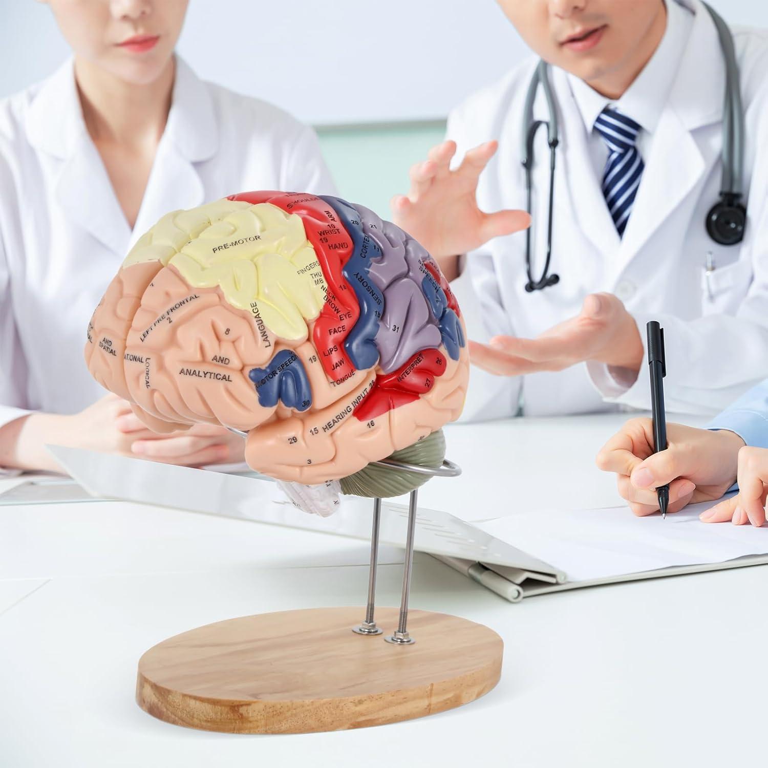 Modelo de Cerebro Humano BEAMNOVA Tamaño Natural con Etiquetas