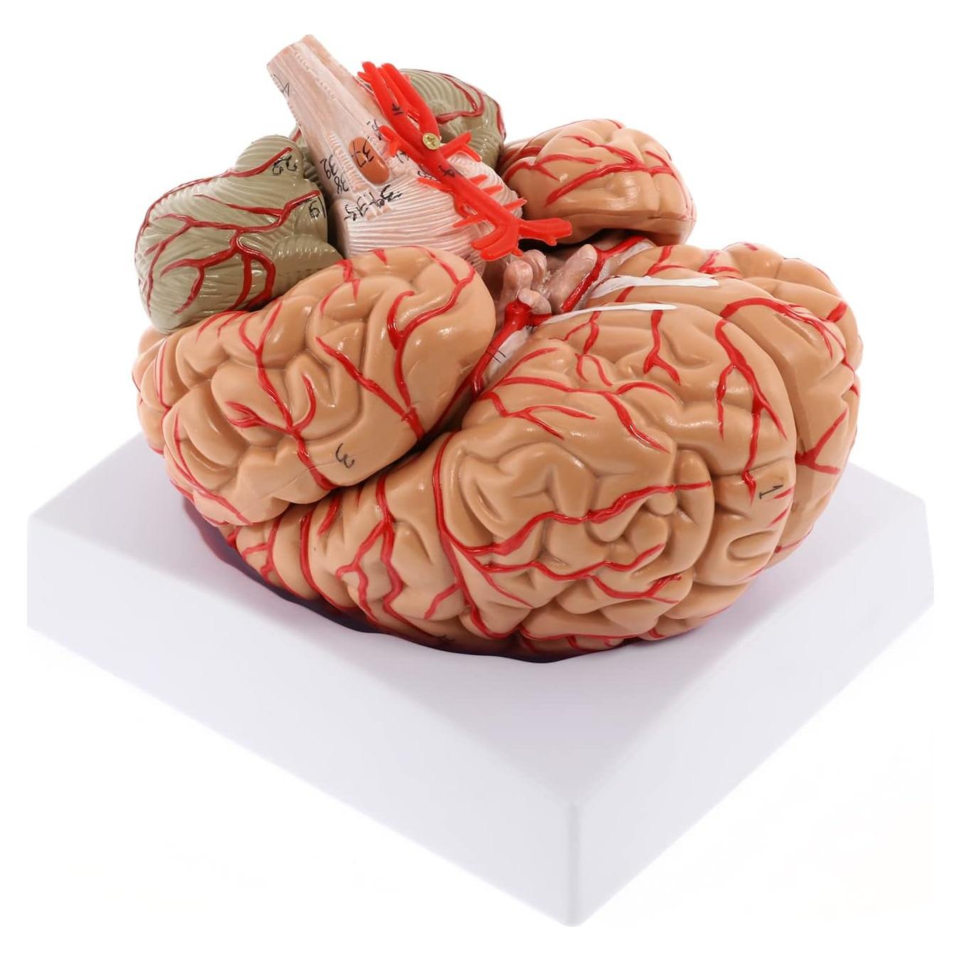 WICHEMI Human Brain Model - 8-Part Life Size Anatomical Model with Color-Coded Artery, Display Base for Science Classroom Study & Display