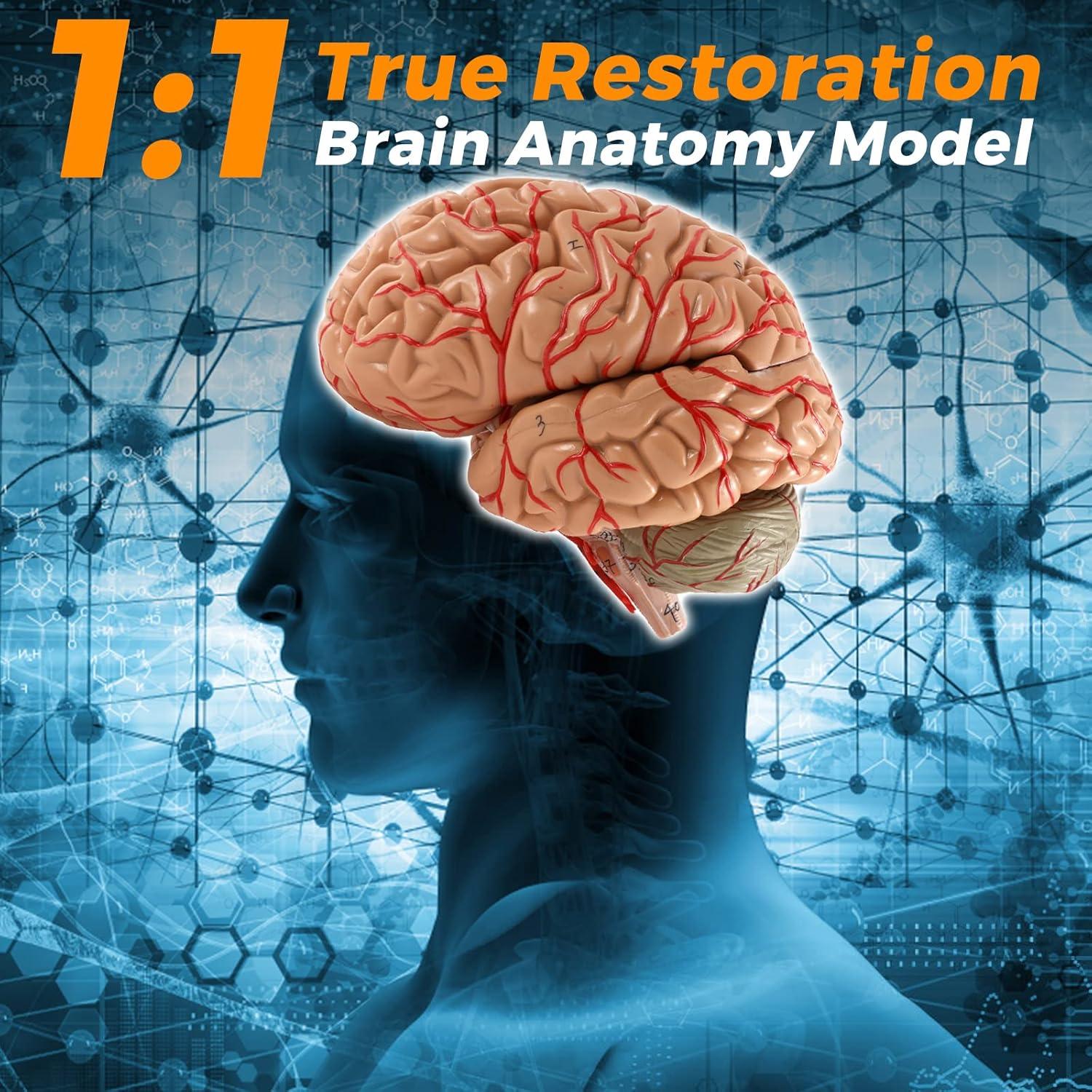 WICHEMI Human Brain Model - 8-Part Life Size Anatomical Model with Color-Coded Artery, Display Base for Science Classroom Study & Display