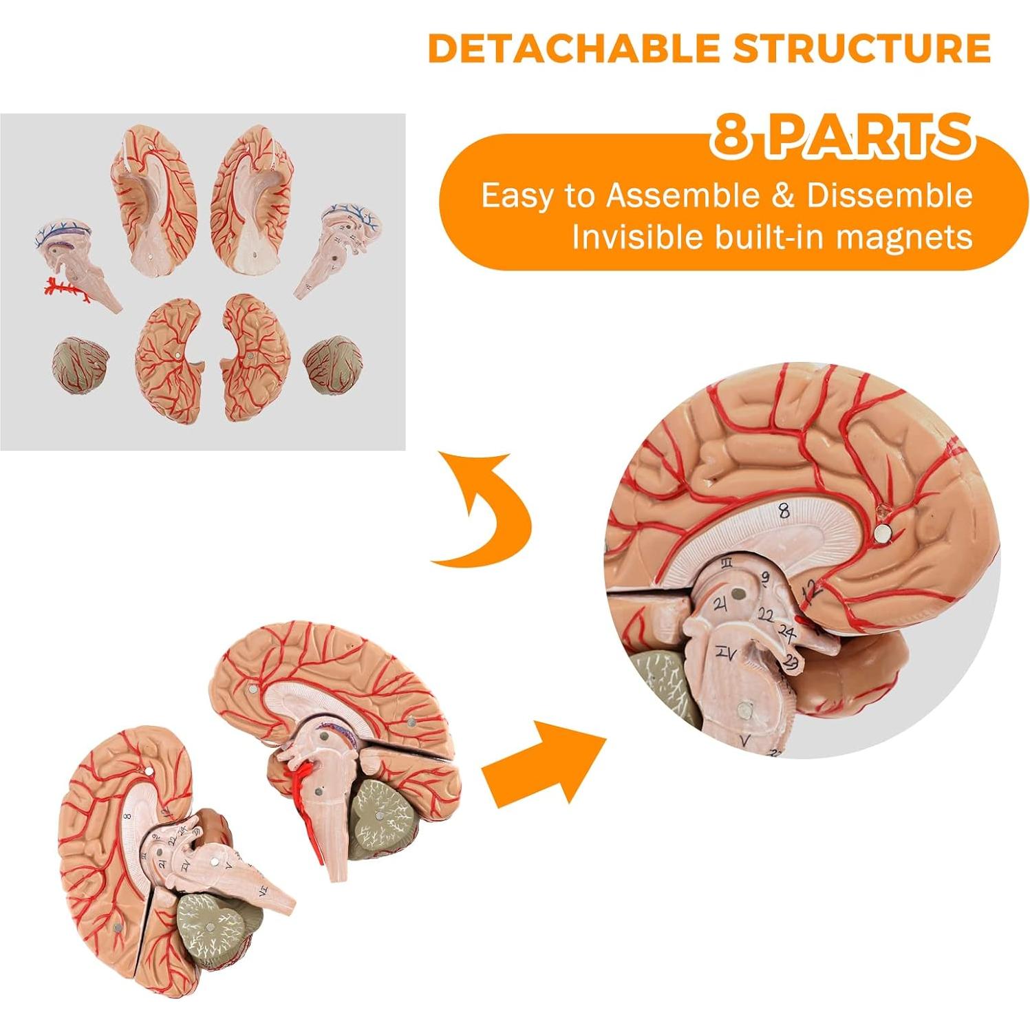 WICHEMI Human Brain Model - 8-Part Life Size Anatomical Model with Color-Coded Artery, Display Base for Science Classroom Study & Display
