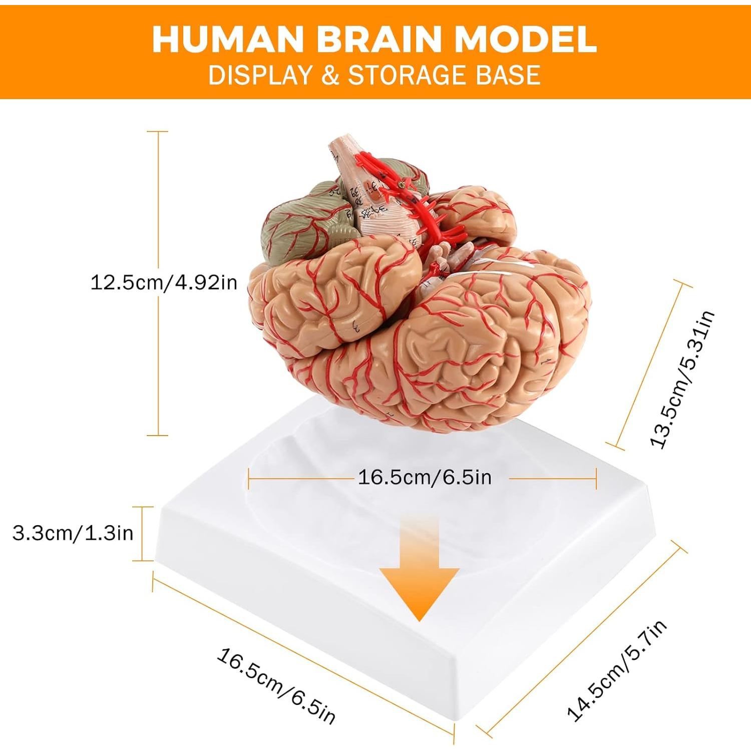 WICHEMI Human Brain Model - 8-Part Life Size Anatomical Model with Color-Coded Artery, Display Base for Science Classroom Study & Display