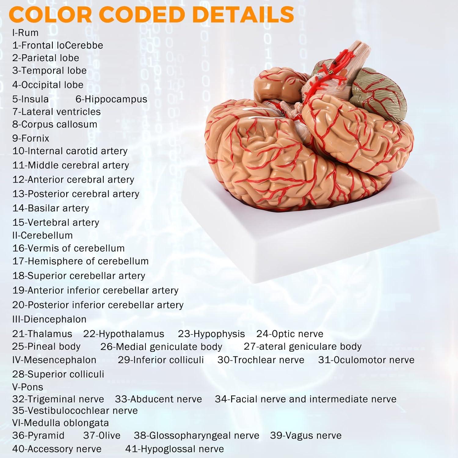 WICHEMI Human Brain Model - 8-Part Life Size Anatomical Model with Color-Coded Artery, Display Base for Science Classroom Study & Display
