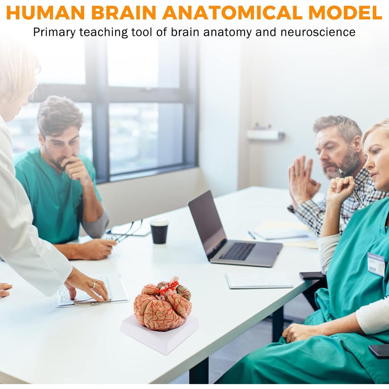 WICHEMI Human Brain Model - 8-Part Life Size Anatomical Model with Color-Coded Artery, Display Base for Science Classroom Study & Display