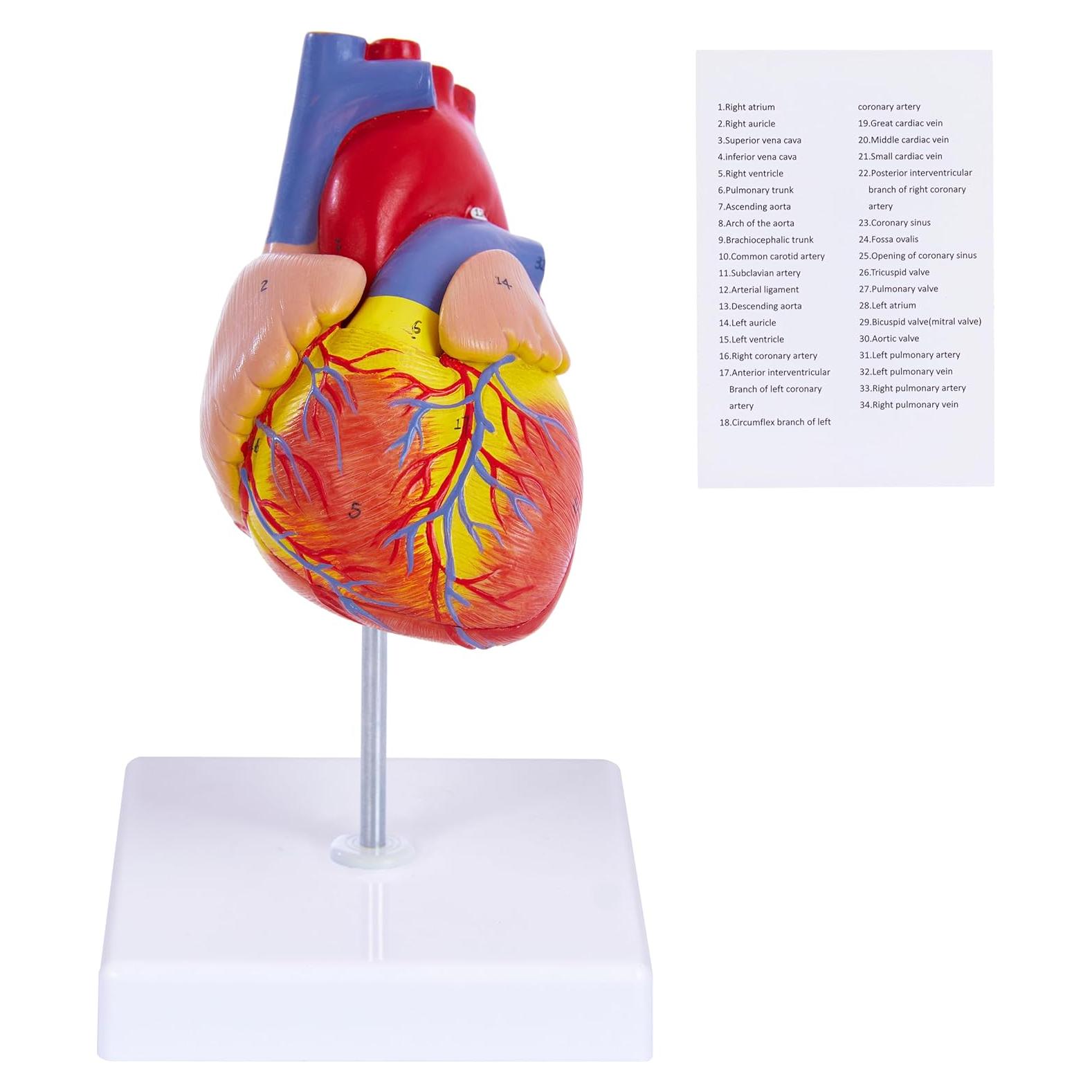 Modelo de Corazón Humano 3D Ruiishunyy 22.86x10.99 cm