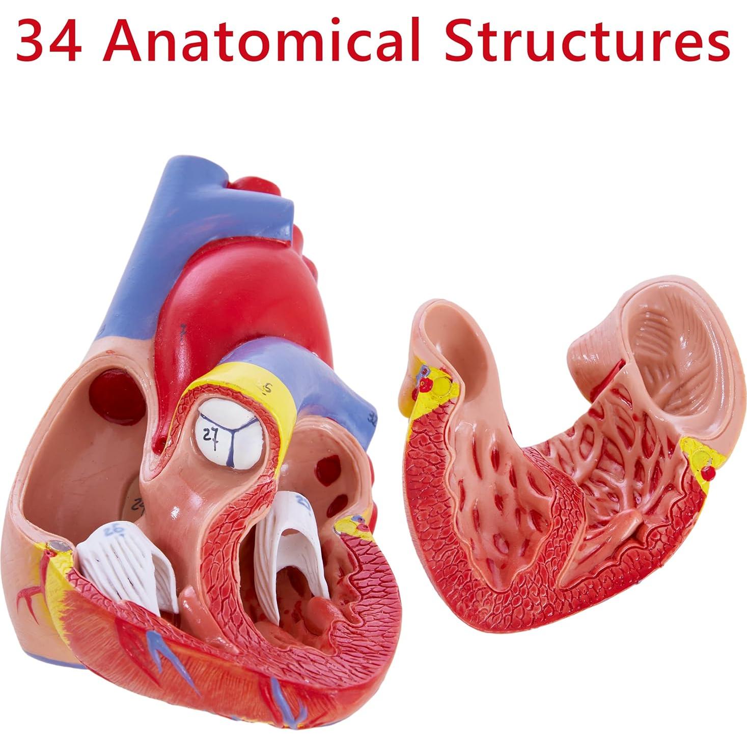 Modelo de Corazón Humano 3D Ruiishunyy 22.86x10.99 cm