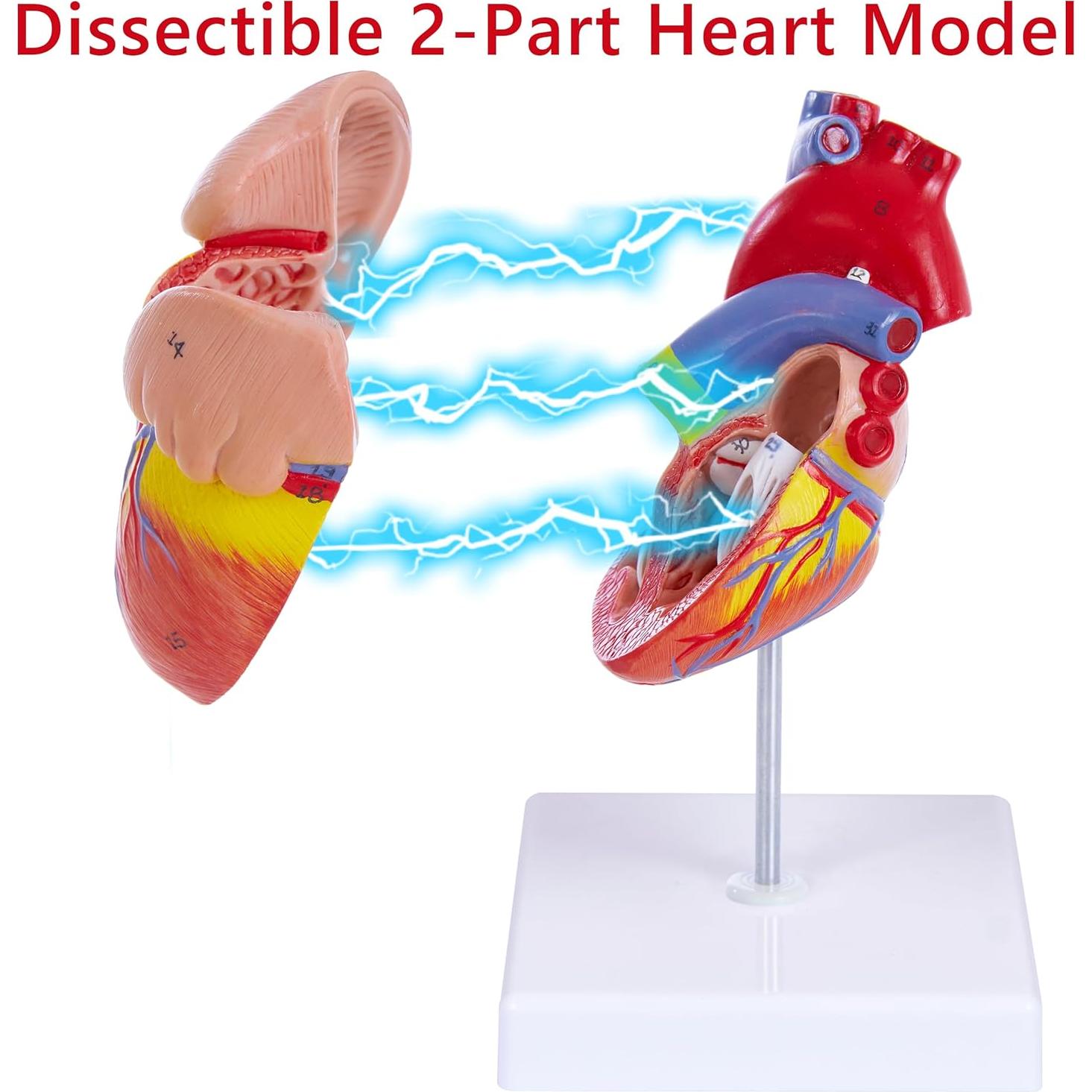 Modelo de Corazón Humano 3D Ruiishunyy 22.86x10.99 cm