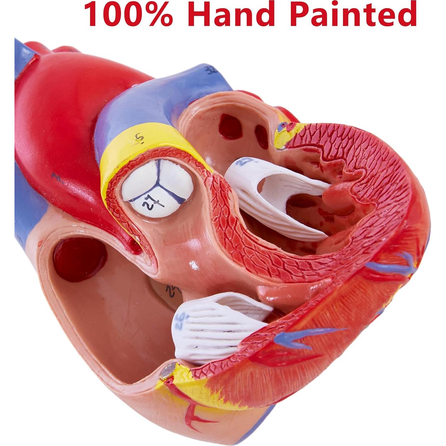 Modelo de Corazón Humano 3D Ruiishunyy 22.86x10.99 cm