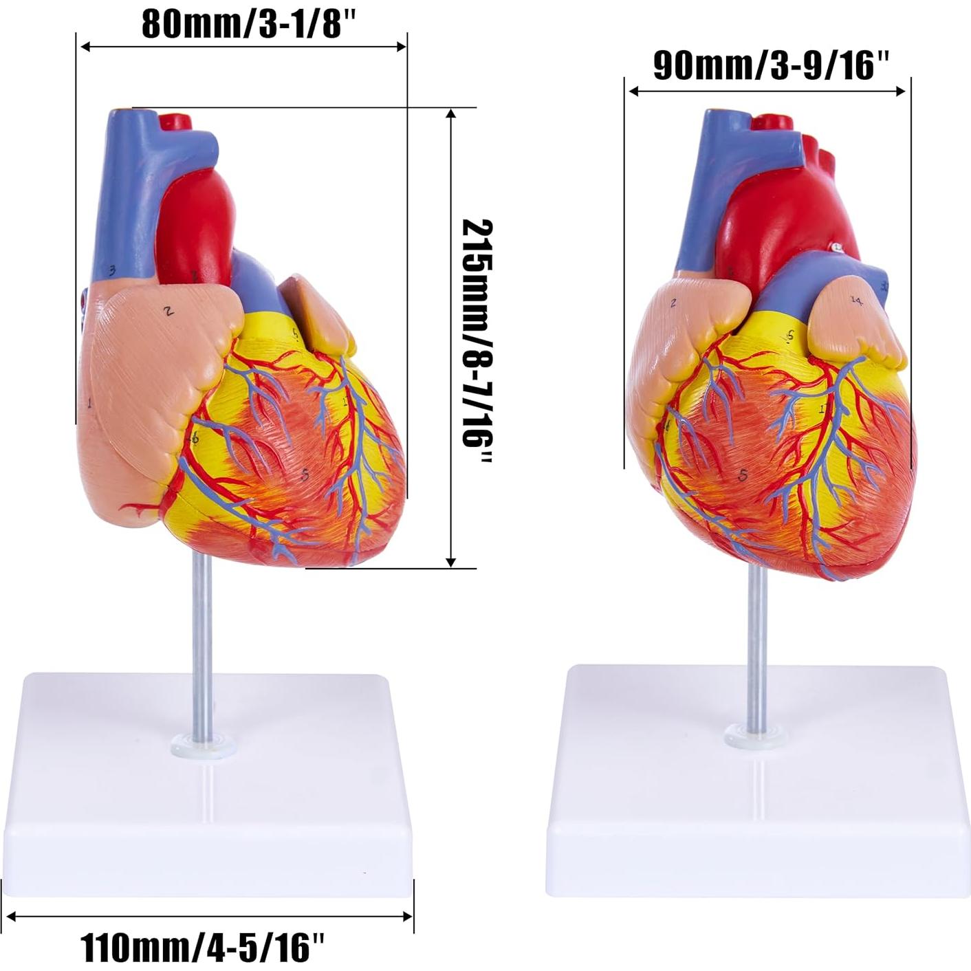 Modelo de Corazón Humano 3D Ruiishunyy 22.86x10.99 cm