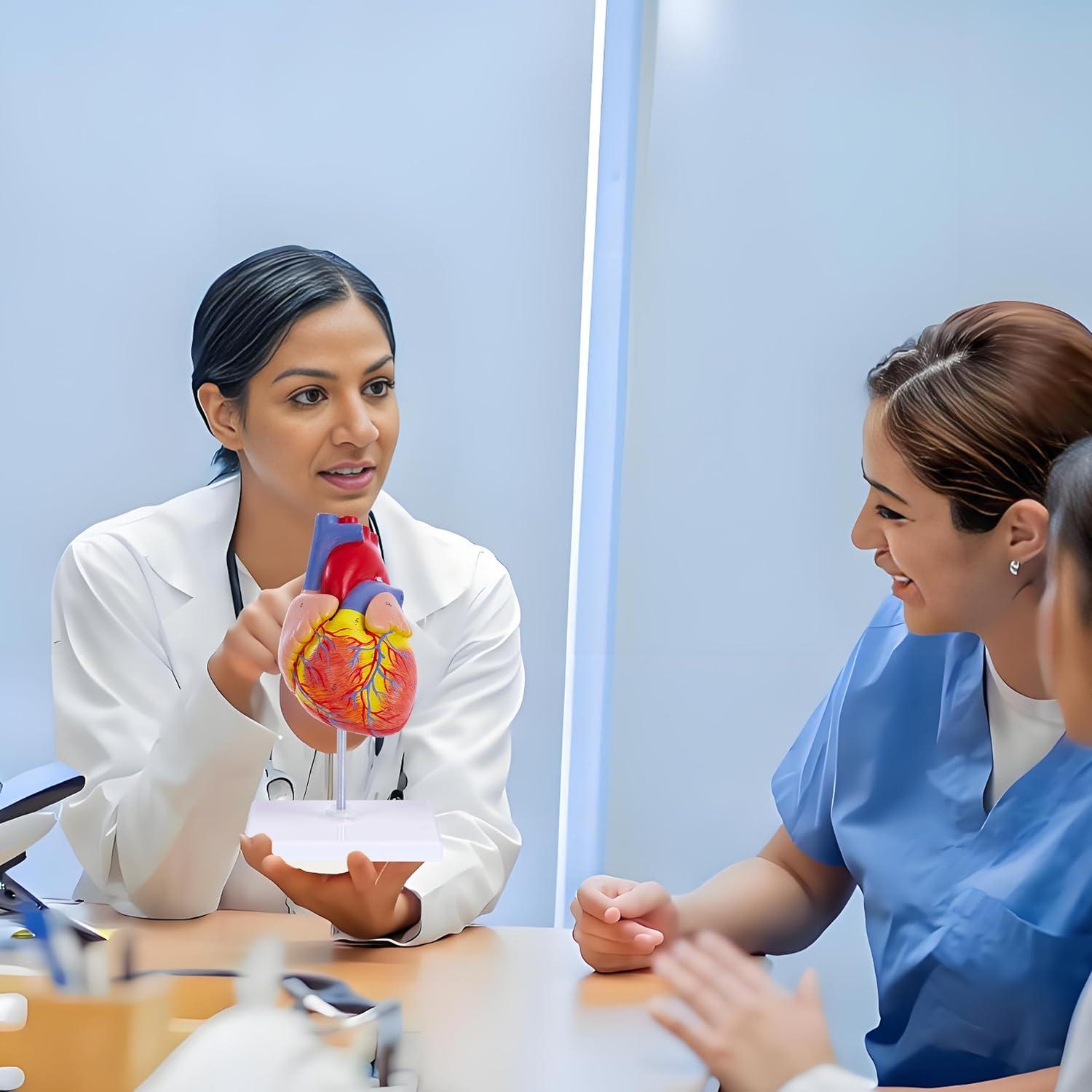 Modelo de Corazón Humano 3D Ruiishunyy 22.86x10.99 cm