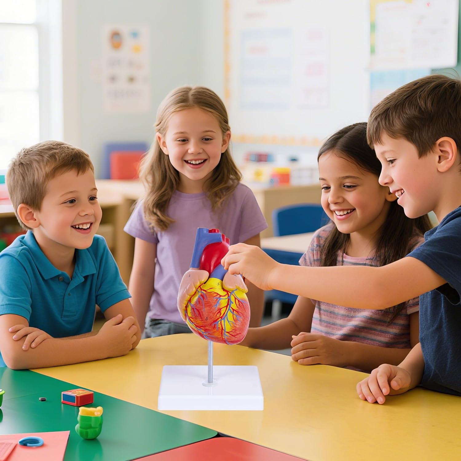 Modelo de Corazón Humano 3D Ruiishunyy 22.86x10.99 cm