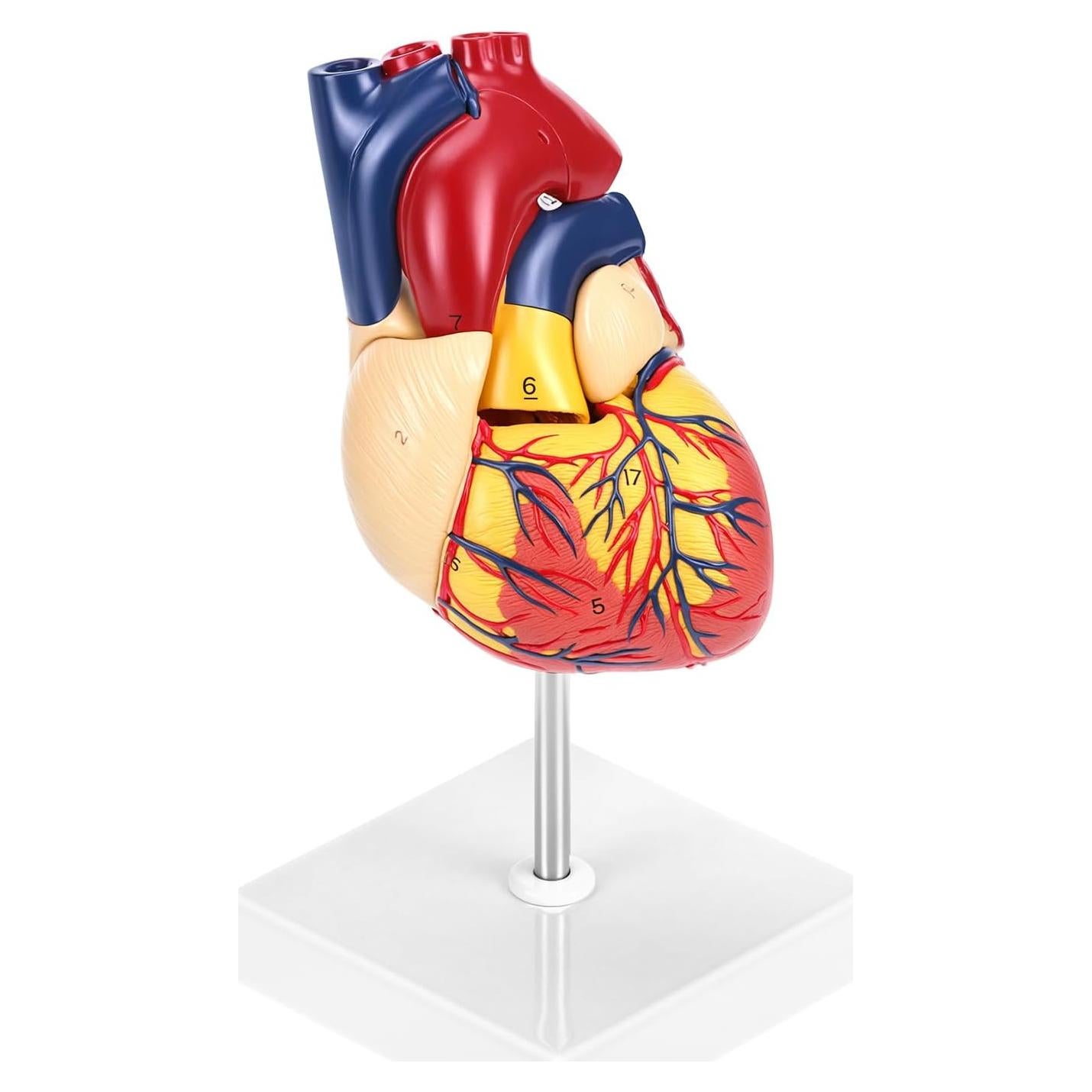 Modelo Anatómico de Corazón QWORK 2 Partes 34 Estructuras