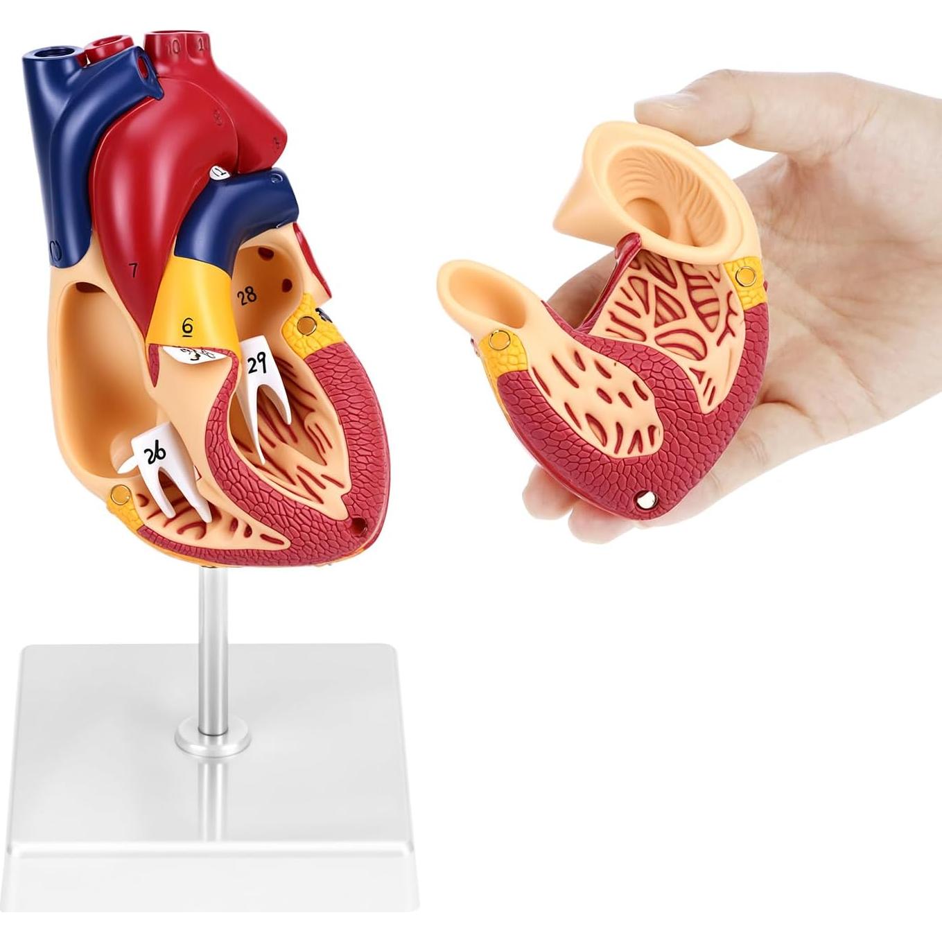 Modelo Anatómico de Corazón QWORK 2 Partes 34 Estructuras