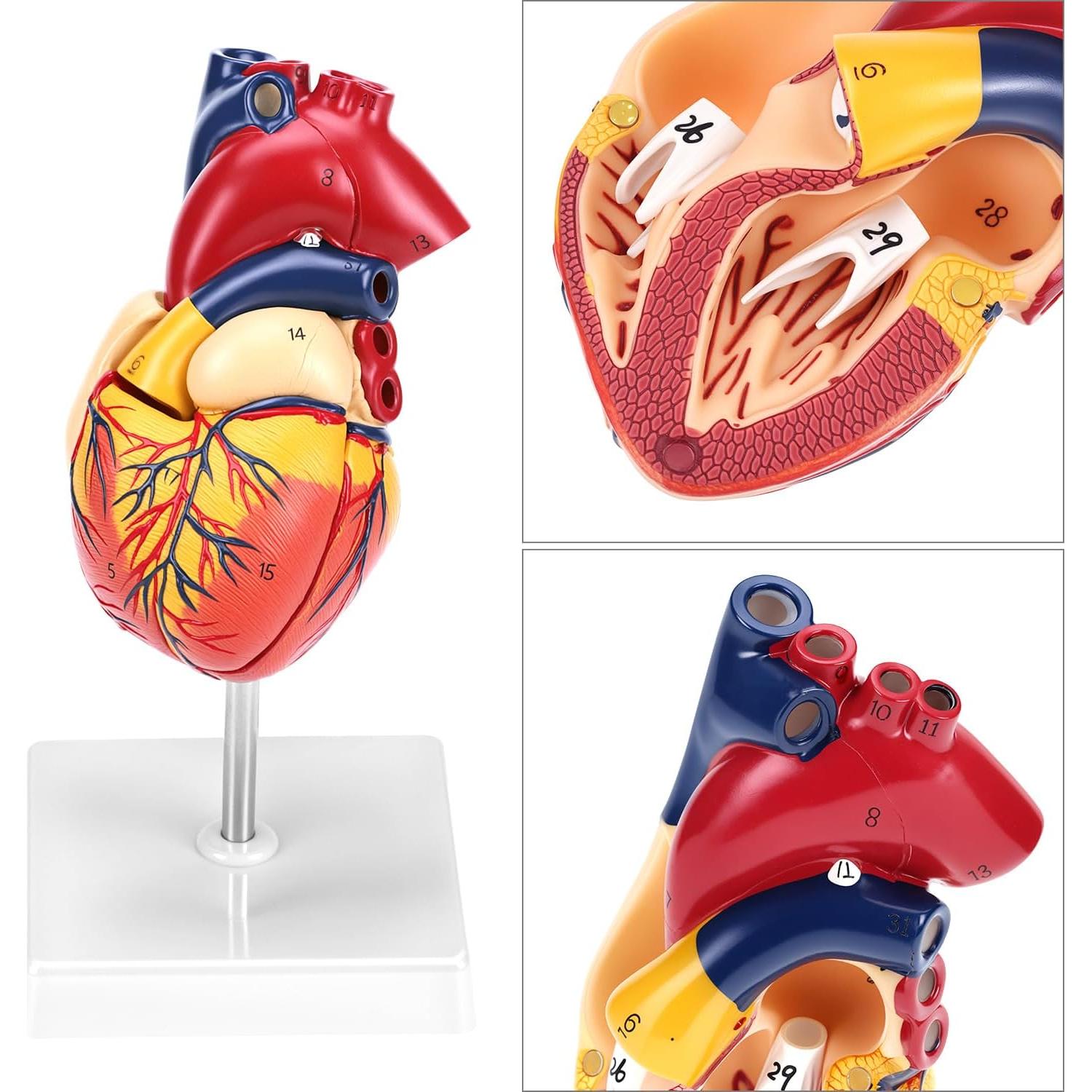 Modelo Anatómico de Corazón QWORK 2 Partes 34 Estructuras